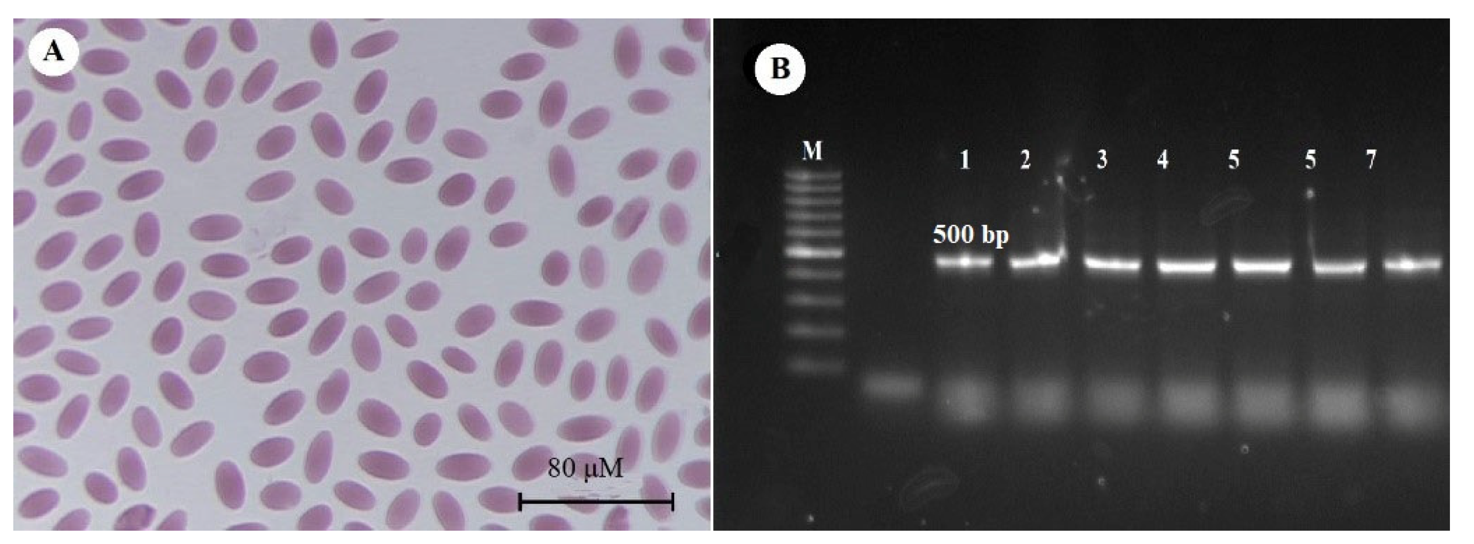 Animals 11 01149 g001 Animals 11 01149 g001