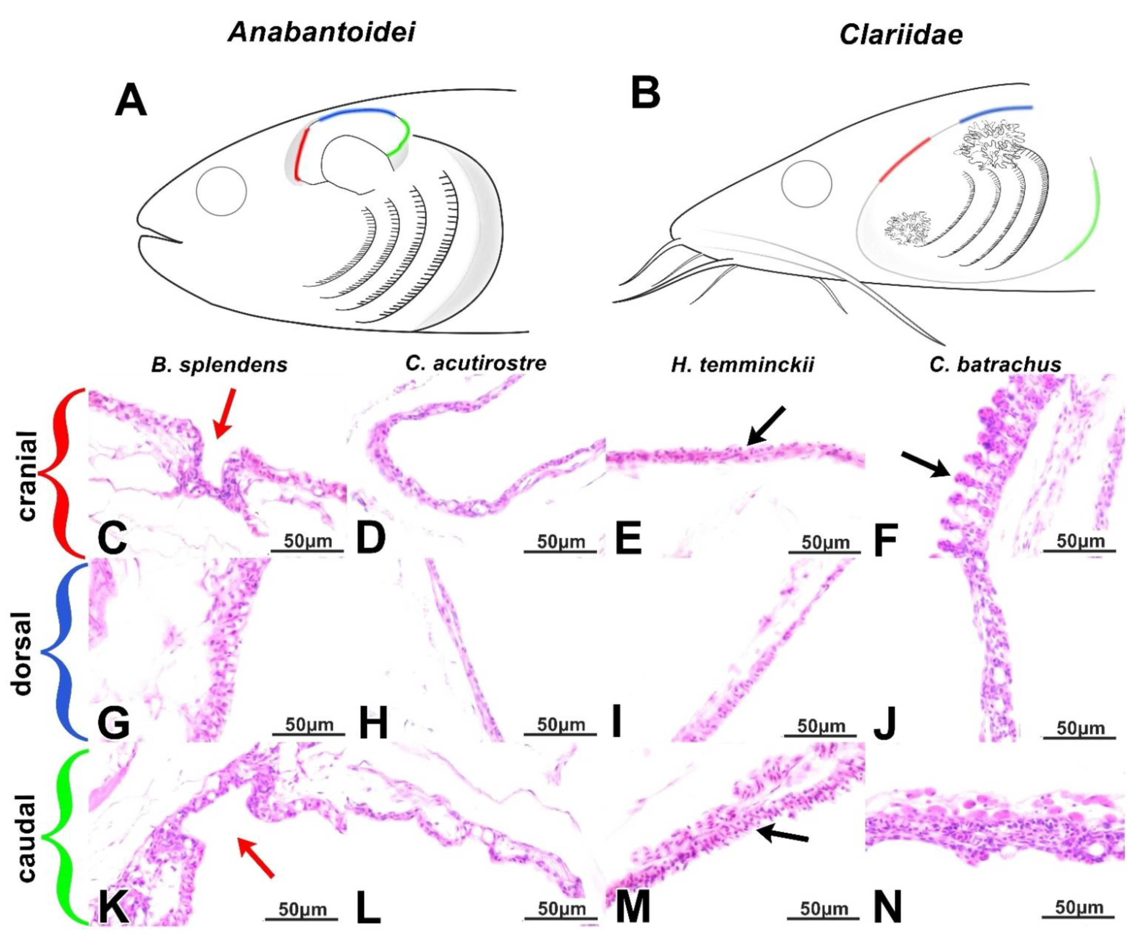 Animals 11 01158 g003 Animals 11 01158 g003