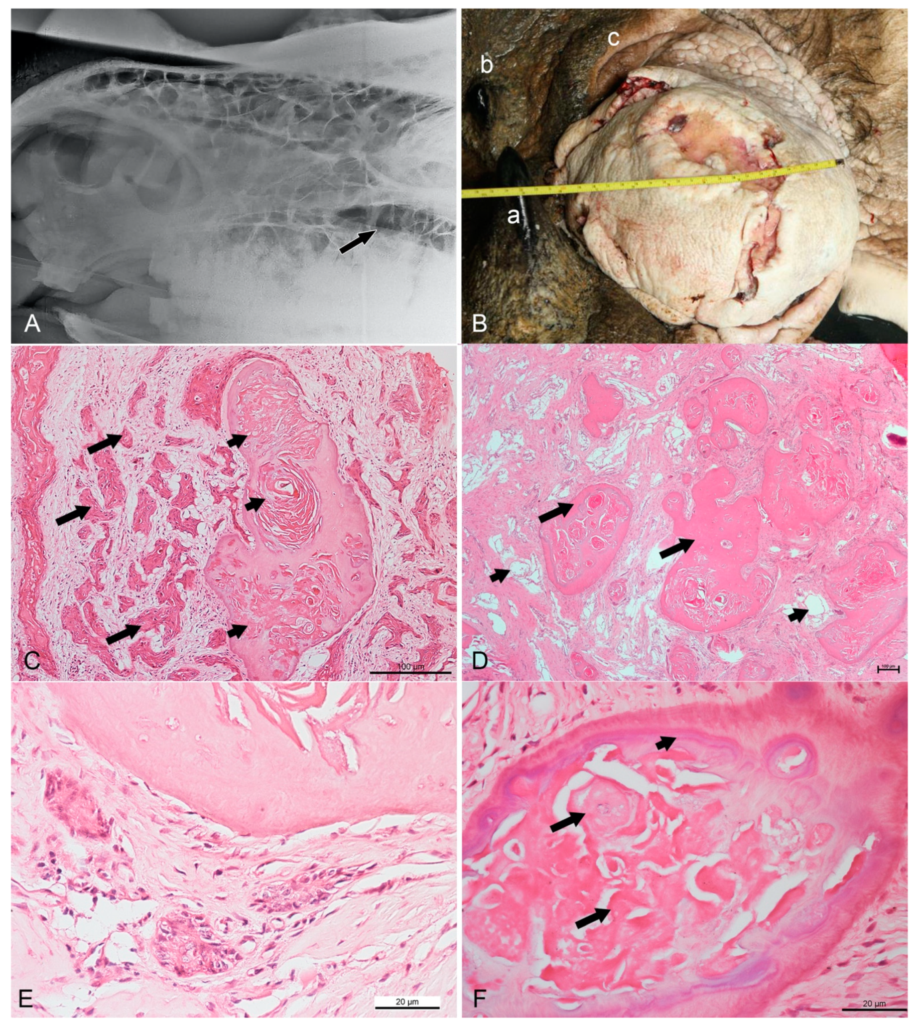 Animals 11 01173 g001