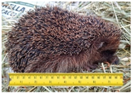 Animals 11 01191 i002