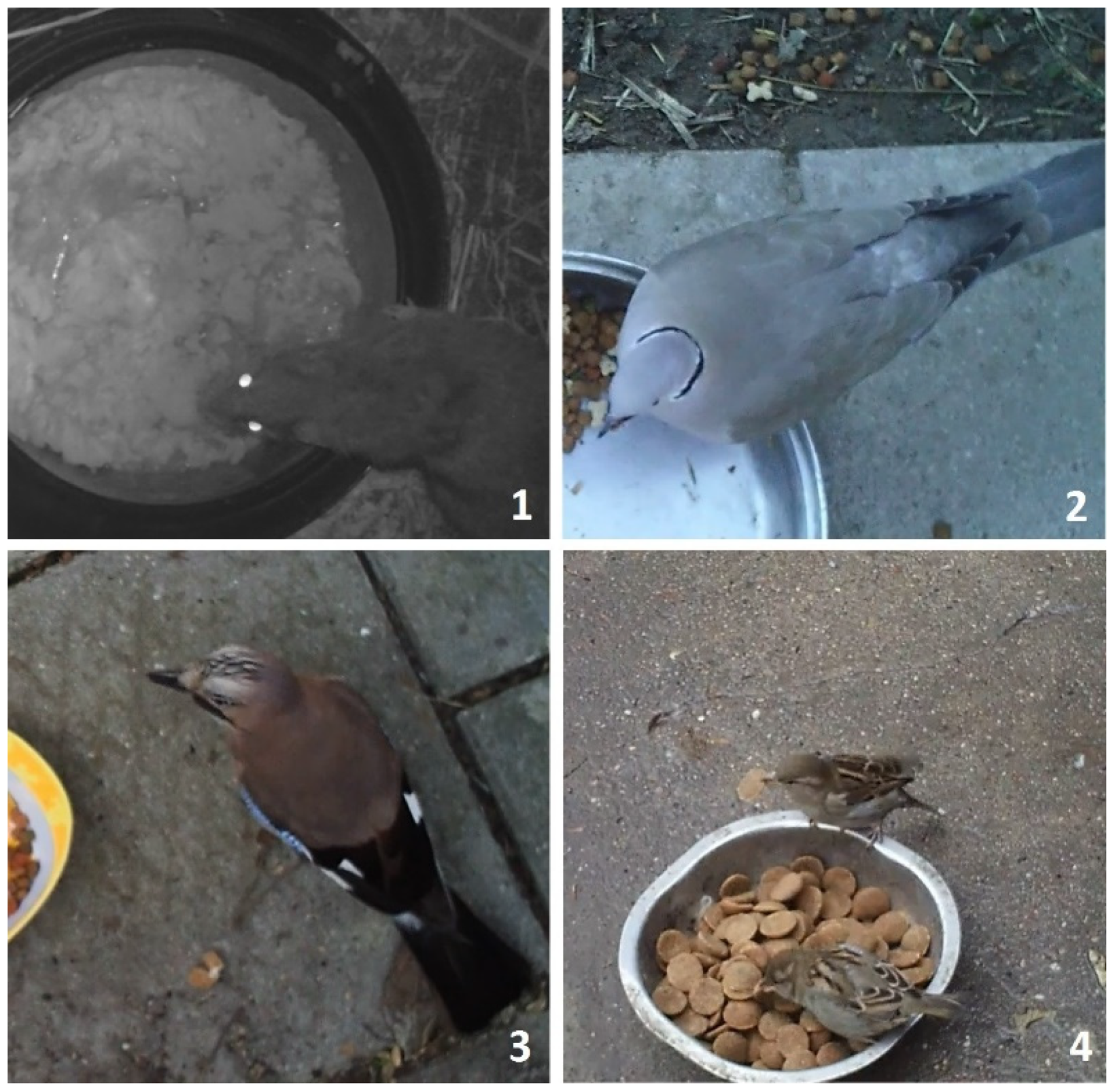 Animals 11 01198 g001