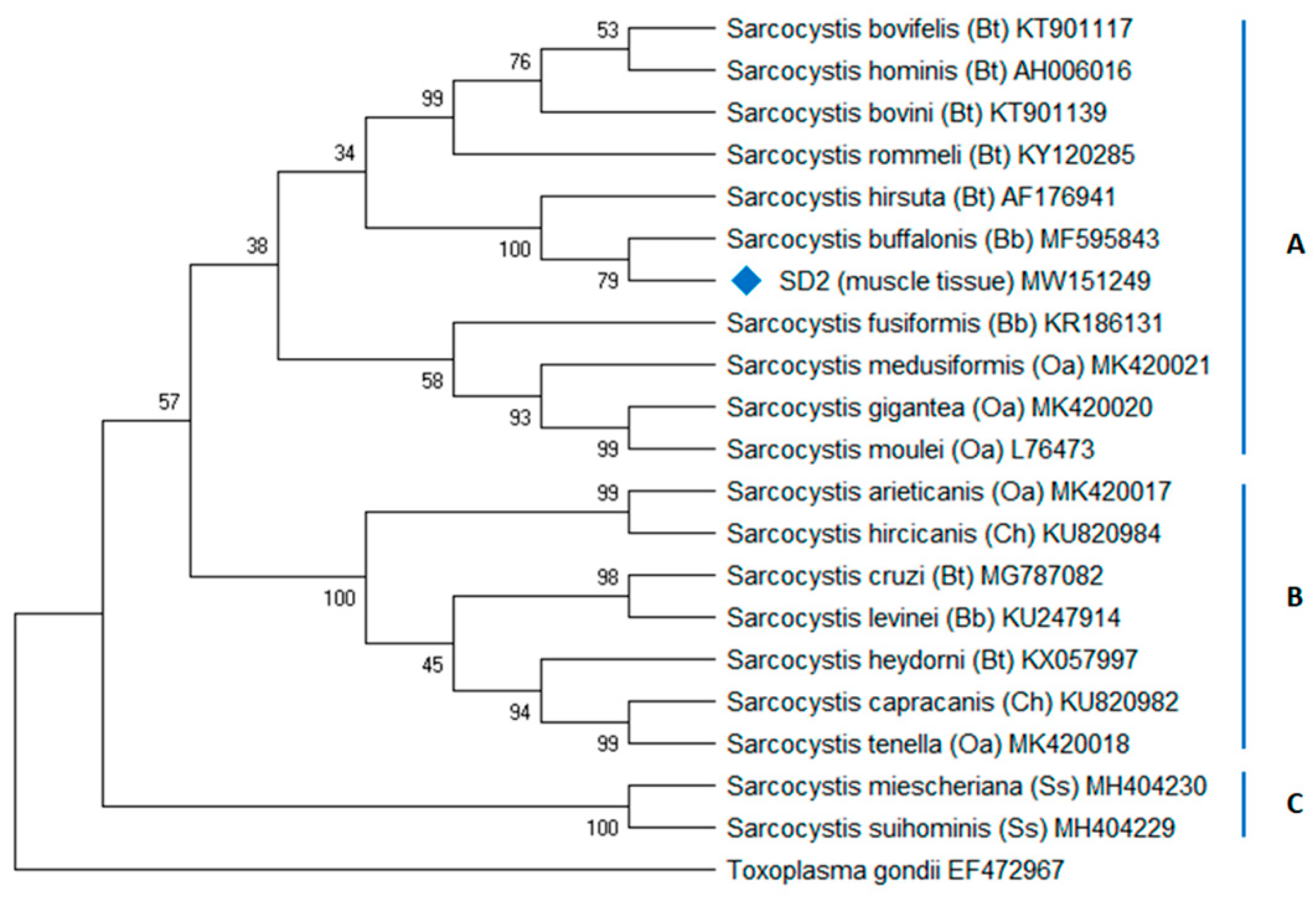 Animals 11 01201 g004