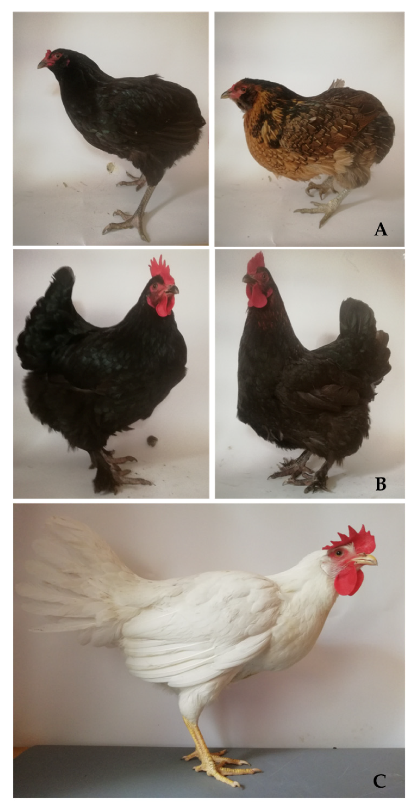 Animals 11 01204 g001 Animals 11 01204 g001