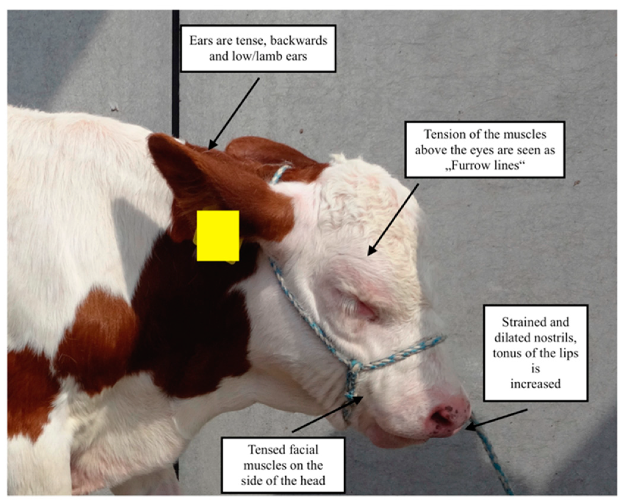 Animals | Free Full-Text | Methods for Pain Assessment in Calves and Their  Use for the Evaluation of Pain during Different Procedures—A Review
