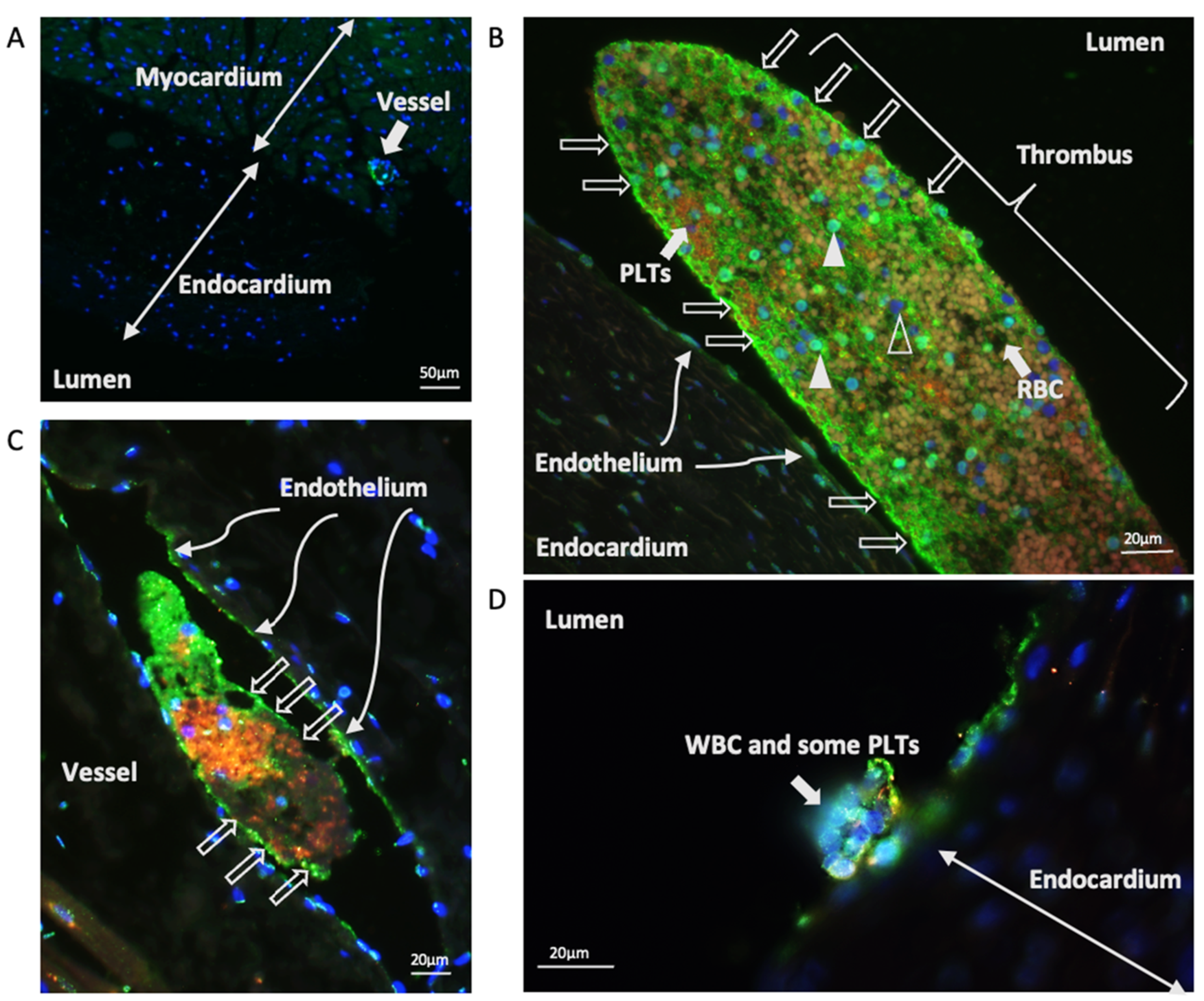 Animals 11 01240 g001 Animals 11 01240 g001