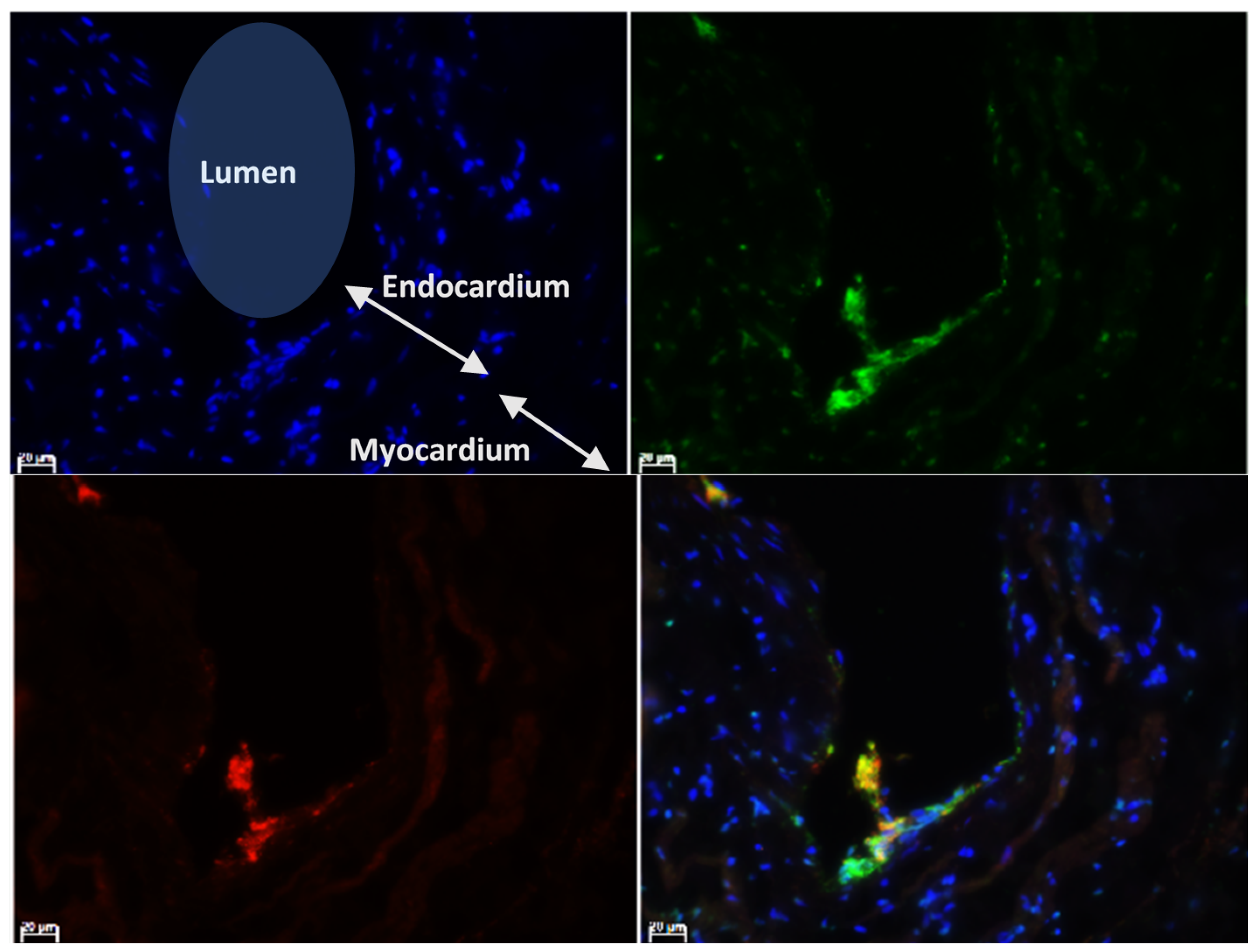 Animals 11 01240 g003 Animals 11 01240 g003