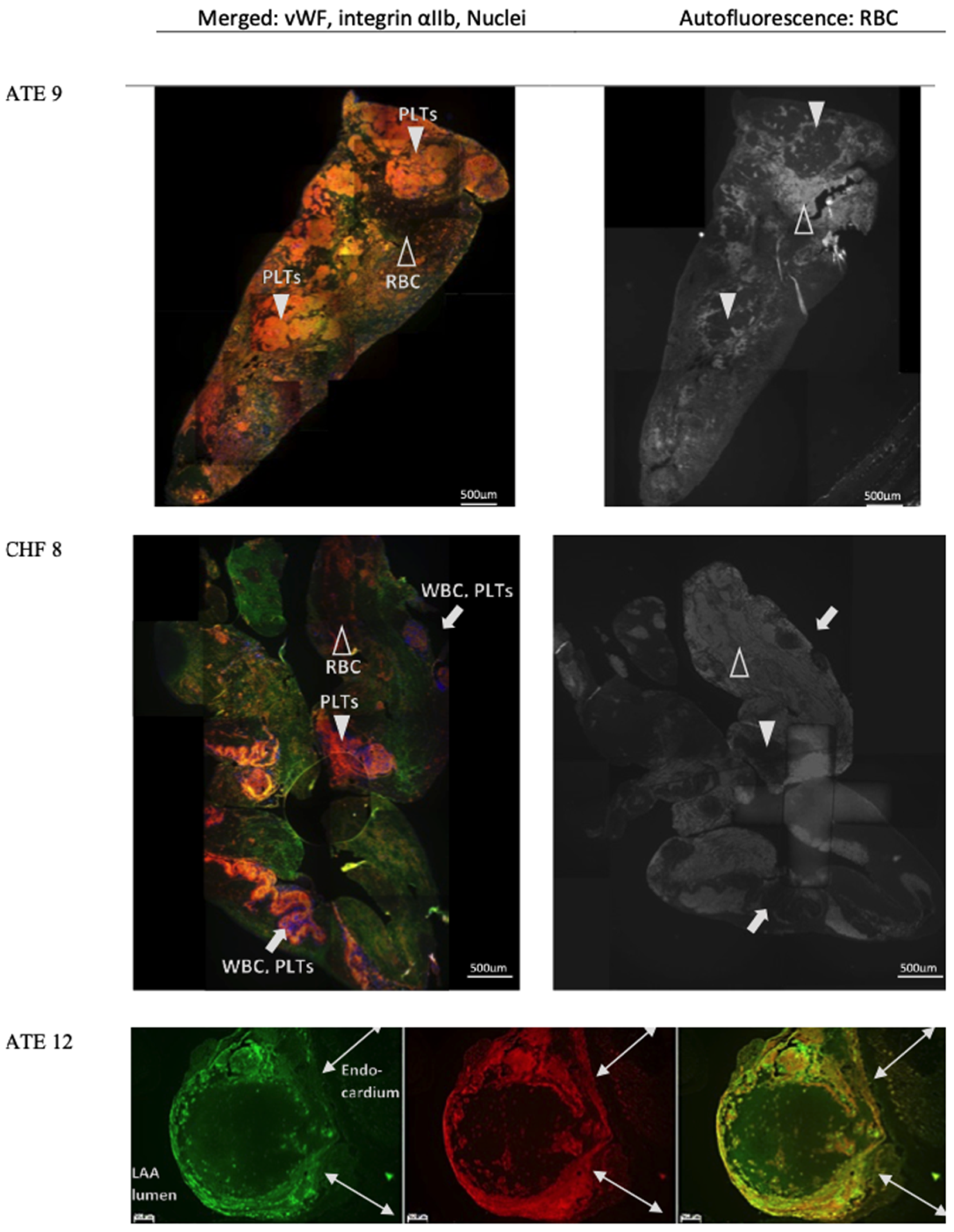 Animals 11 01240 g006 Animals 11 01240 g006