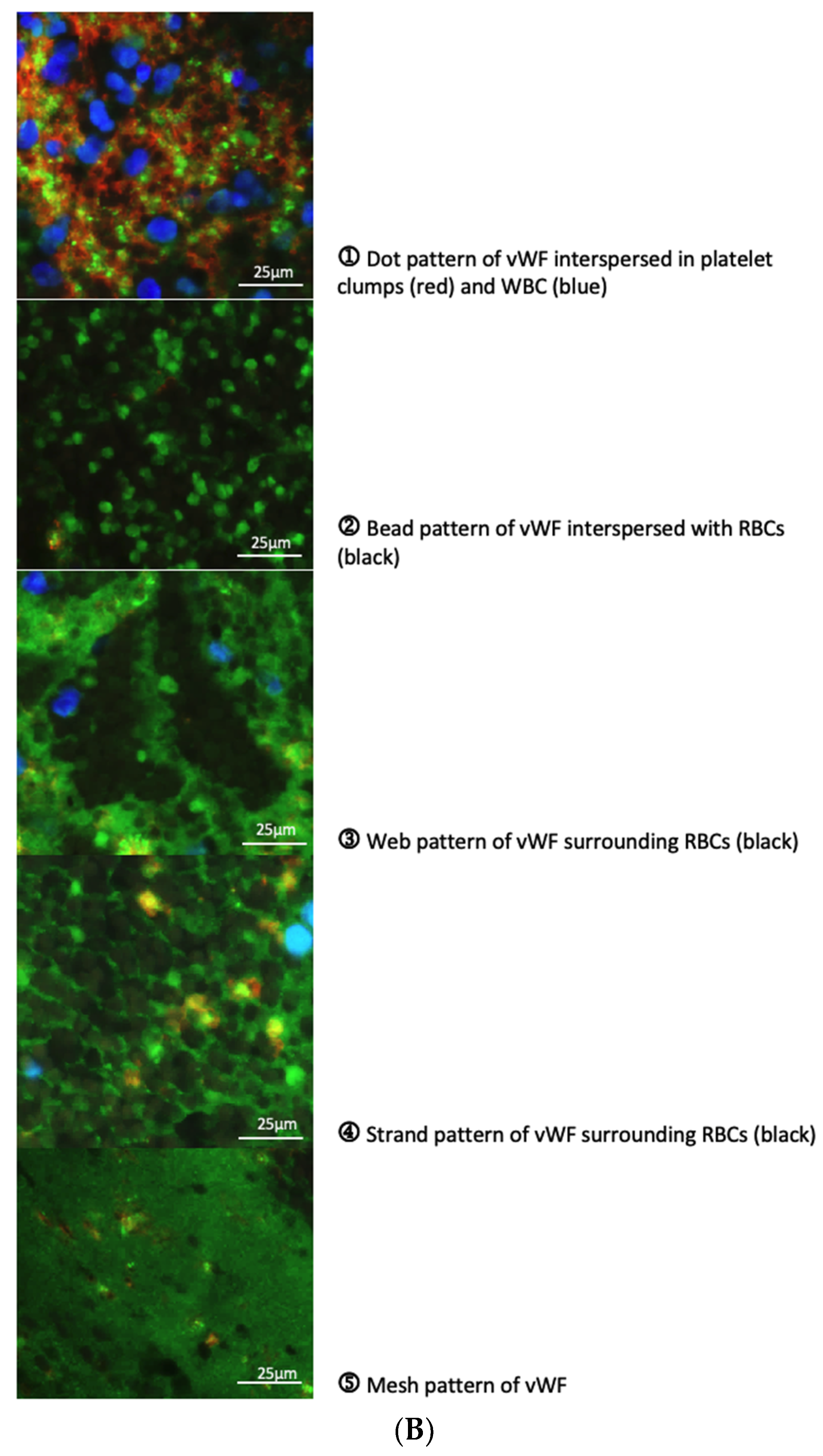 Animals 11 01240 g007b Animals 11 01240 g007b