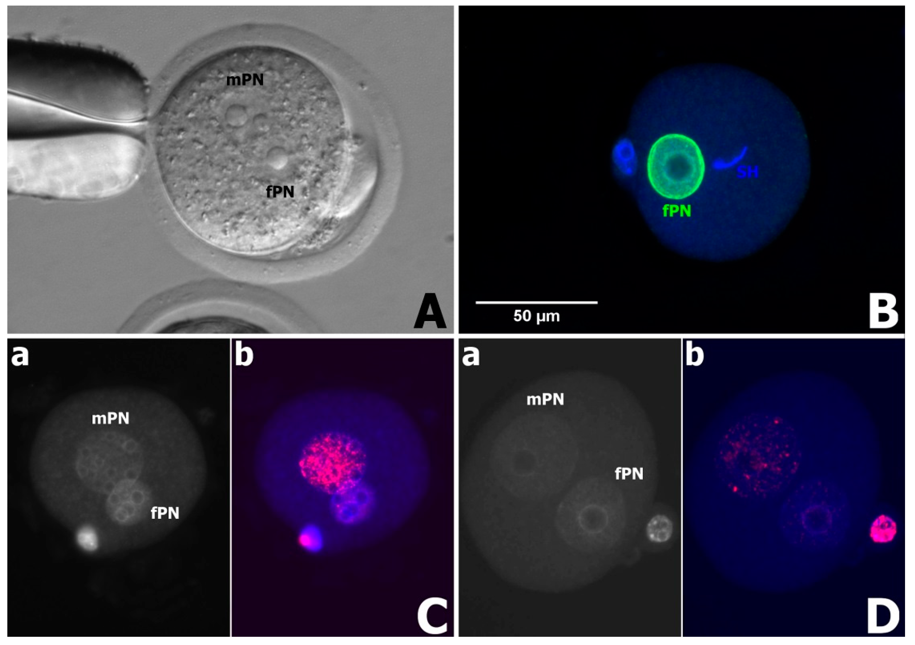 Animals 11 01250 g002