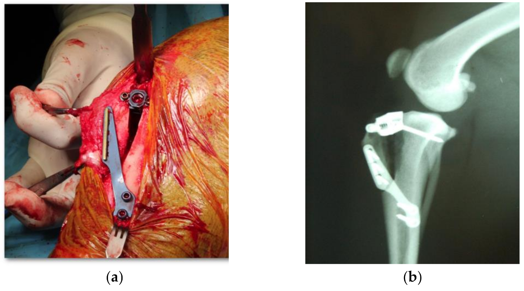 Animals 11 01264 g001