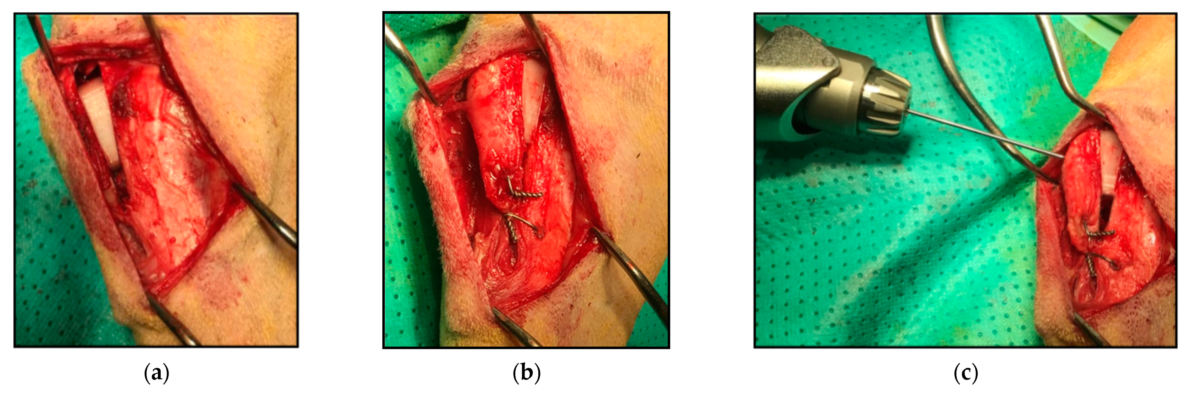 Animals 11 01271 g004a Animals 11 01271 g004a