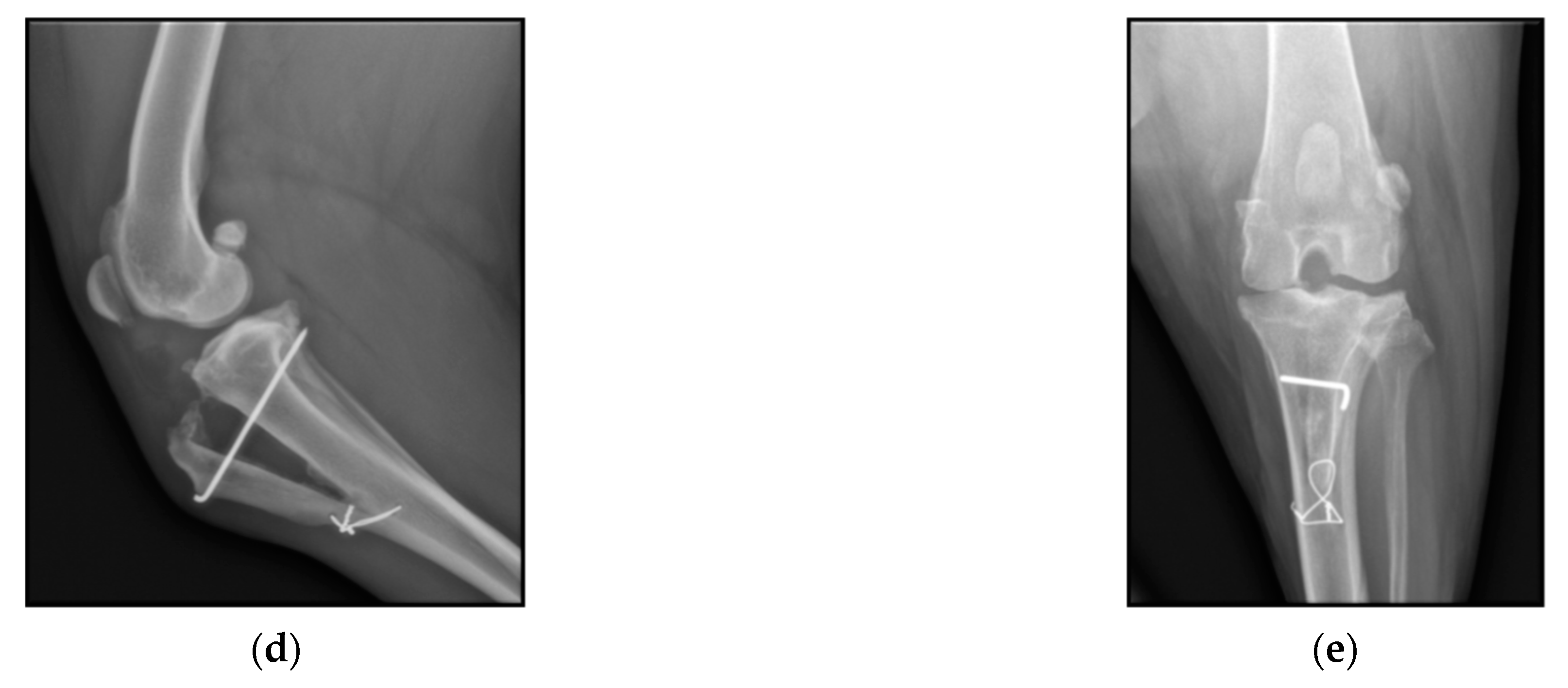 Animals 11 01271 g004b Animals 11 01271 g004b