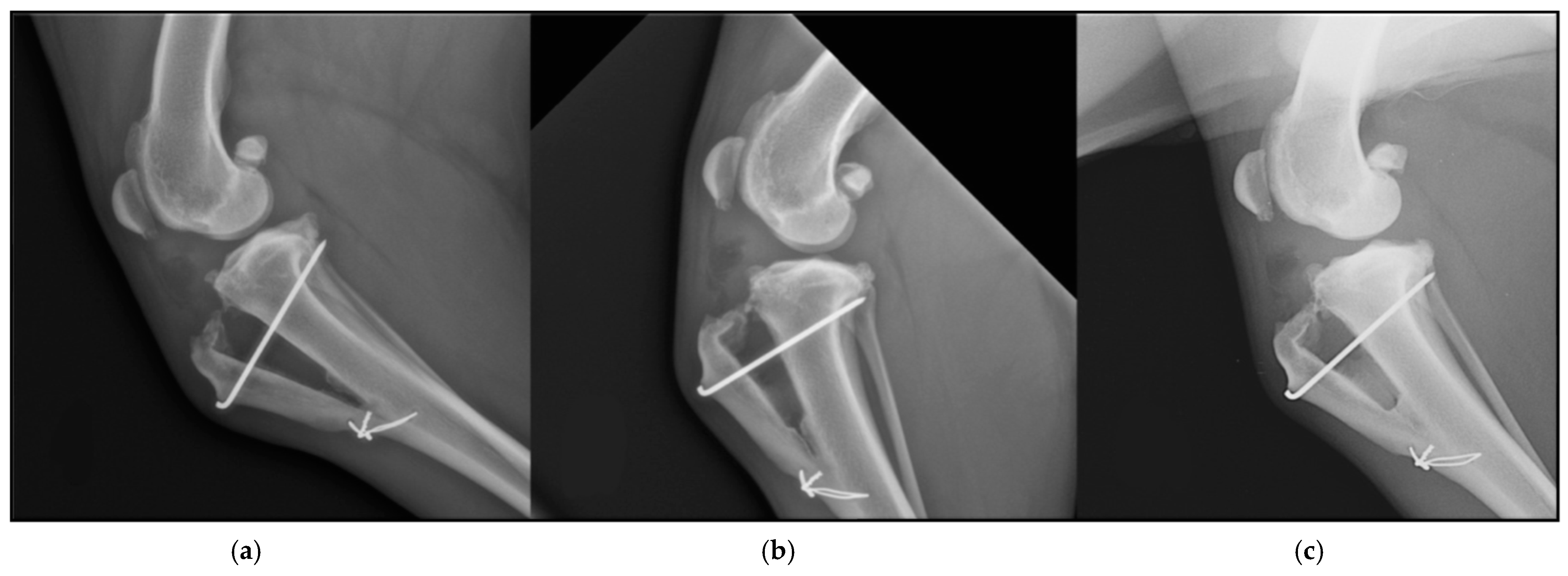 Animals 11 01271 g005 Animals 11 01271 g005