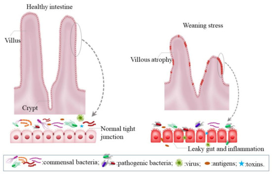 Animals | Free Full-Text | Weaning Induced Gut Dysfunction and Nutritional Interventions in Nursery Pigs: A Partial Review Animals | Free Full-Text | Weaning Induced Gut Dysfunction and Nutritional Interventions in Nursery Pigs: A Partial Review
