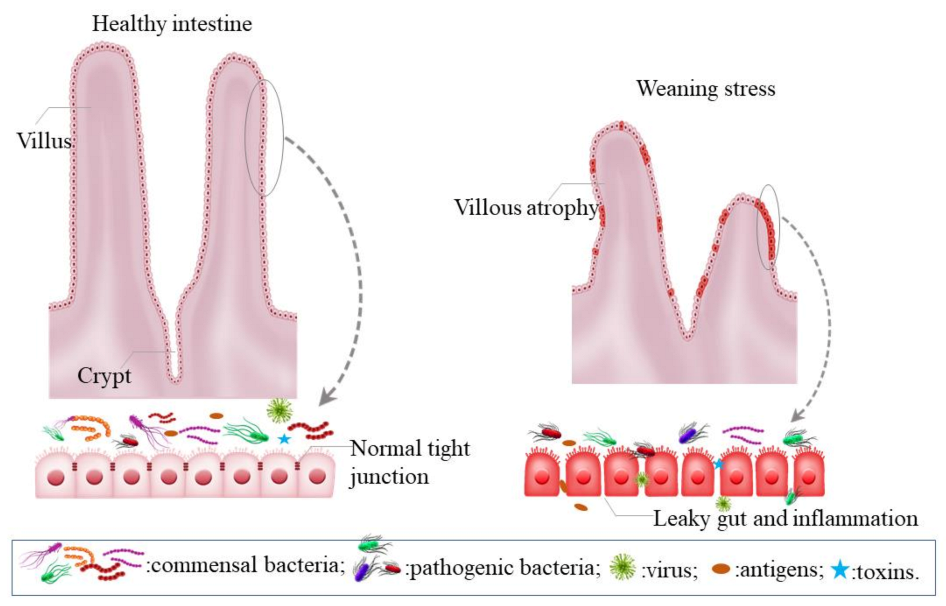 Animals 11 01279 g001