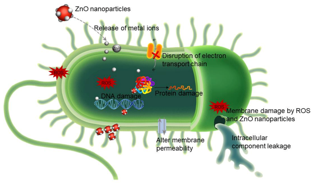 Animals 11 01279 g002