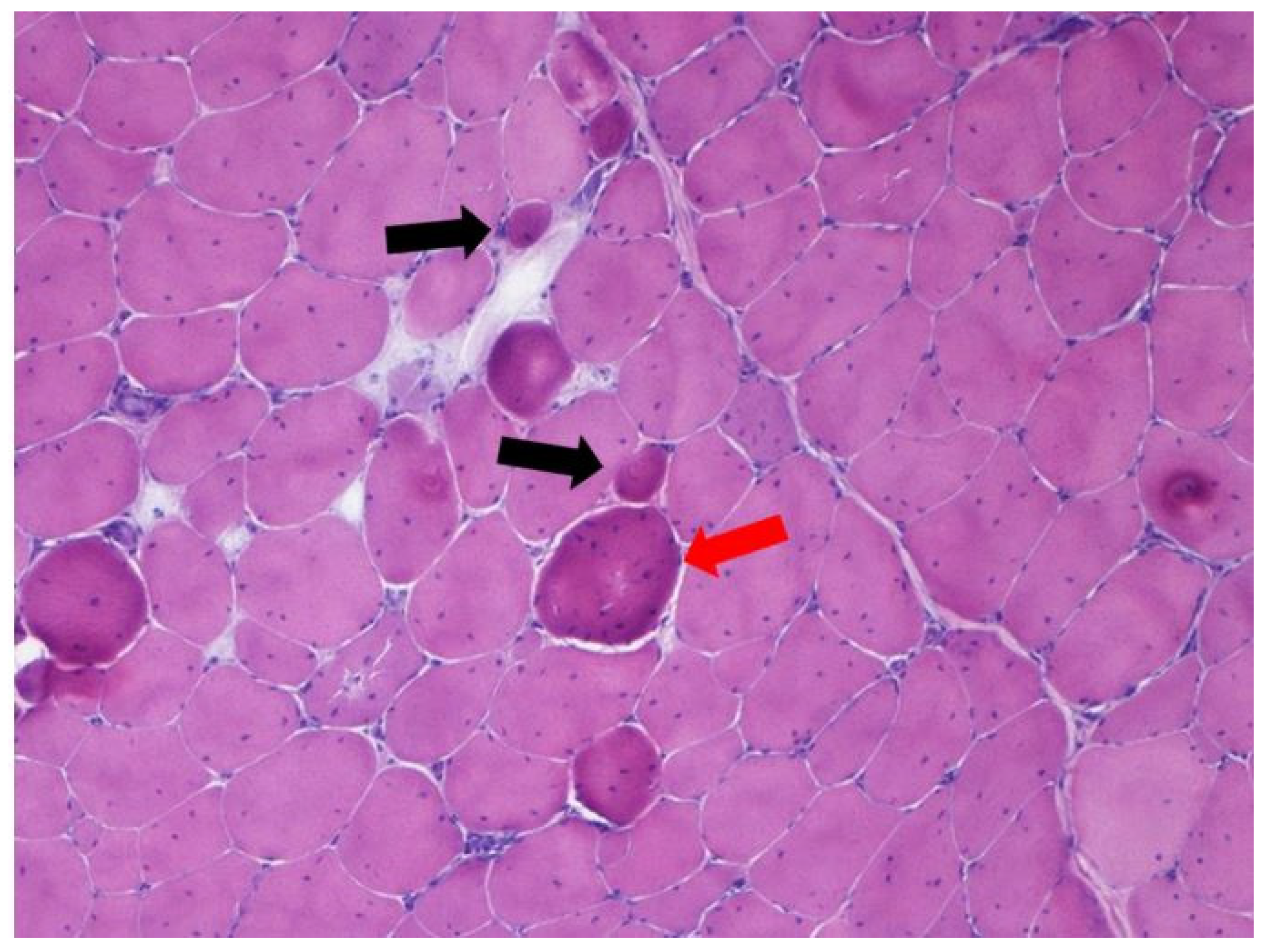 Animals 11 01281 g007