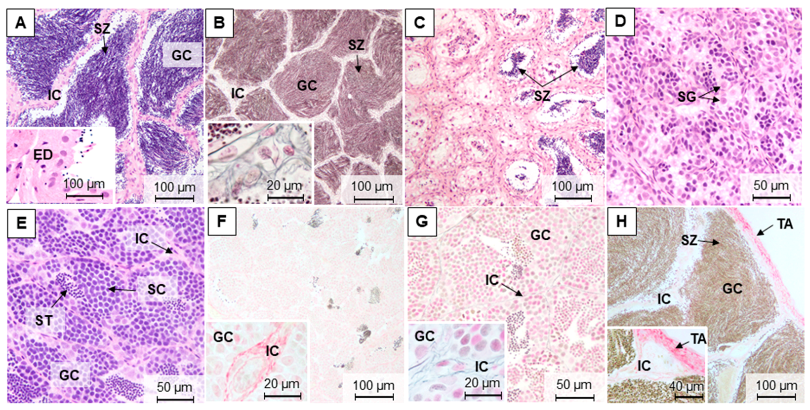 Animals 11 01290 g003 Animals 11 01290 g003