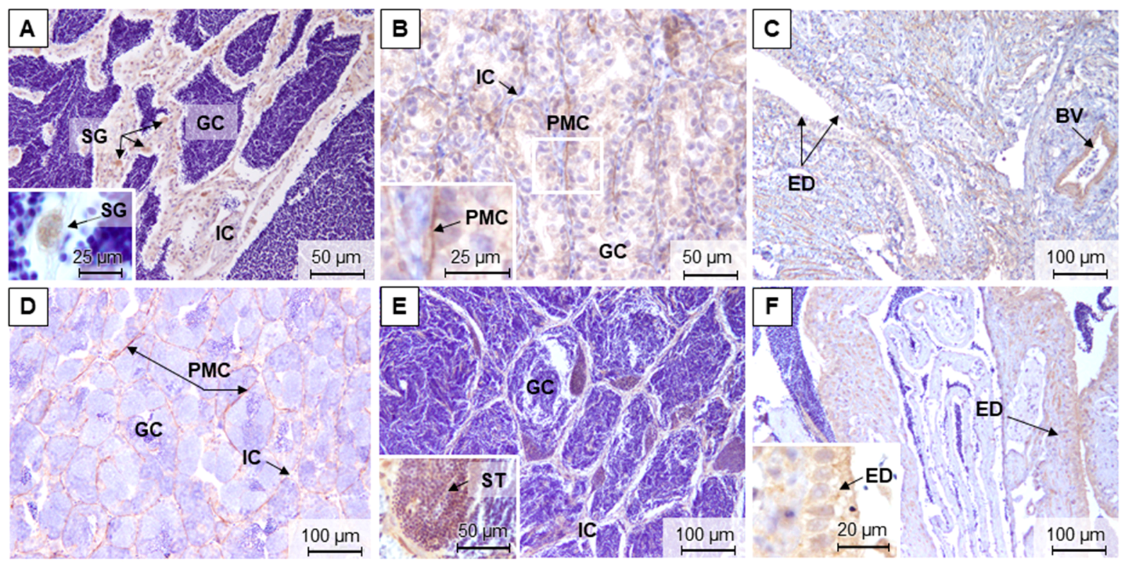 Animals 11 01290 g006 Animals 11 01290 g006