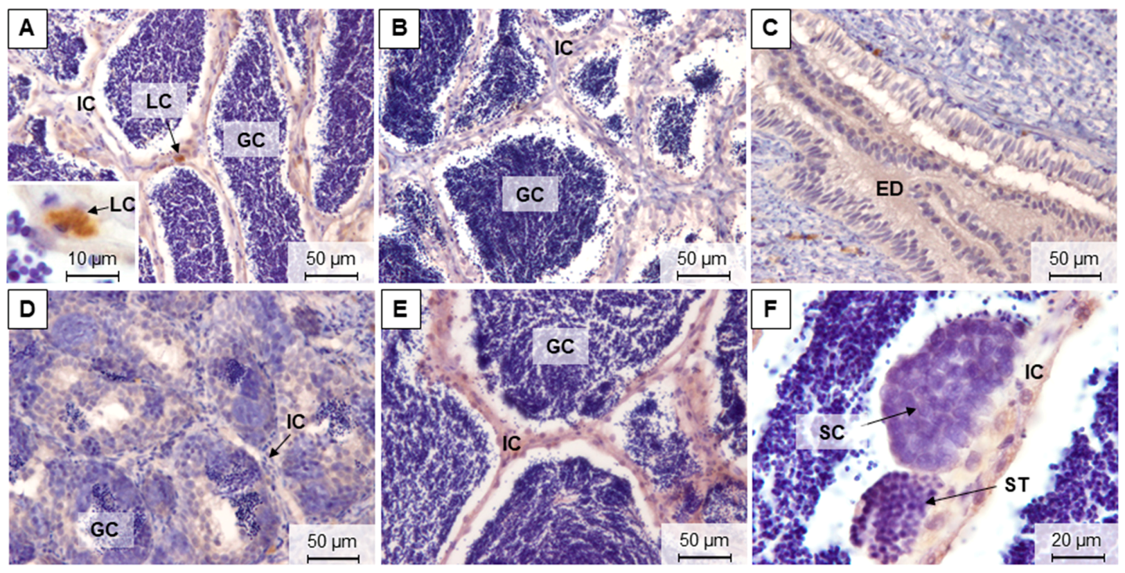 Animals 11 01290 g008 Animals 11 01290 g008