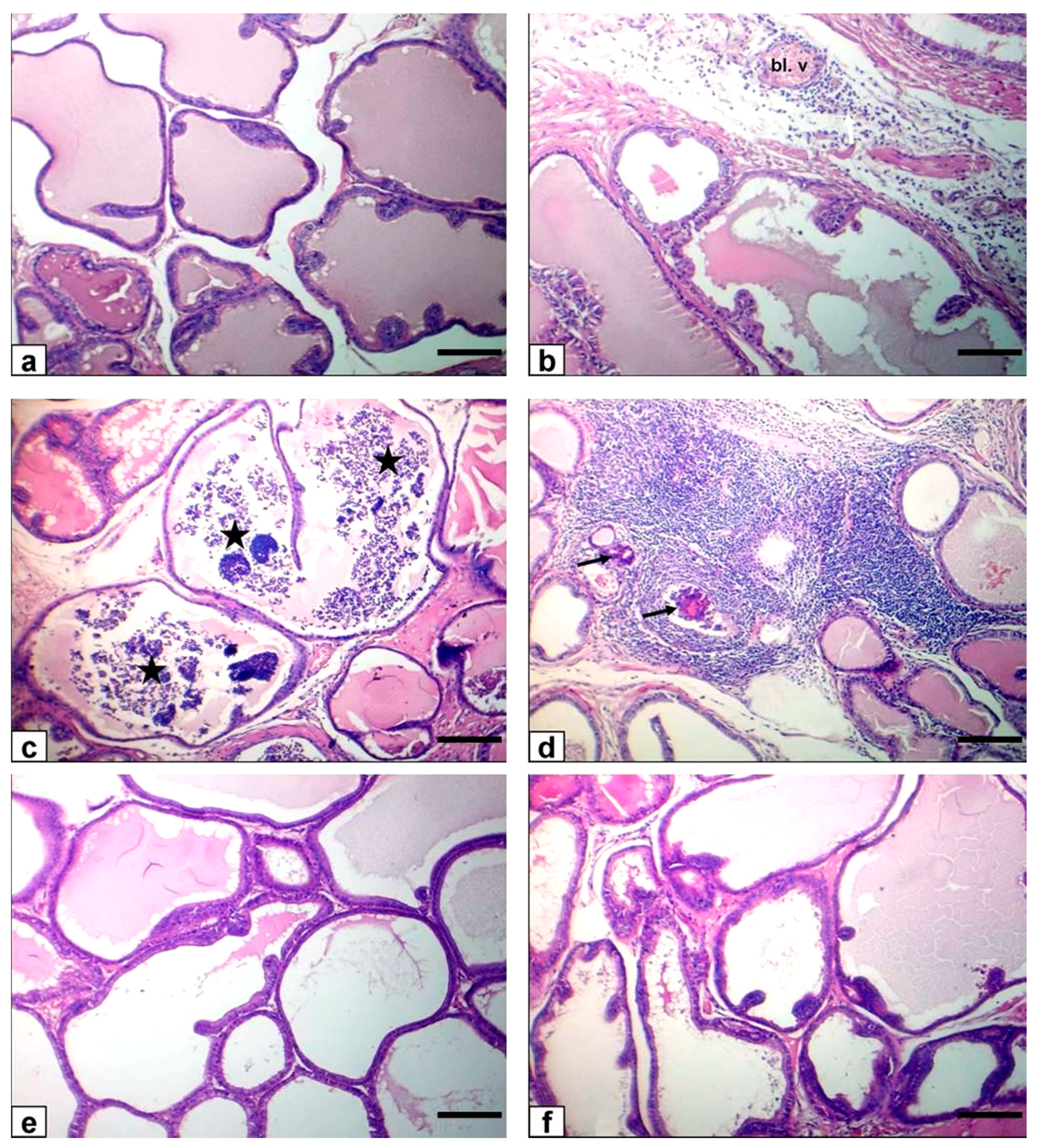 Animals 11 01302 g005 Animals 11 01302 g005