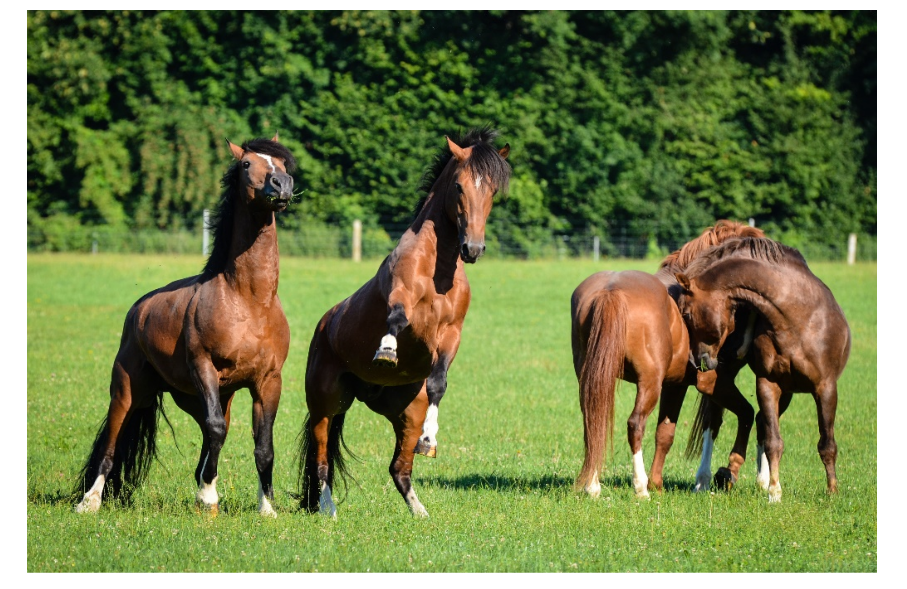 Reitsportladen-sw, Detailansicht