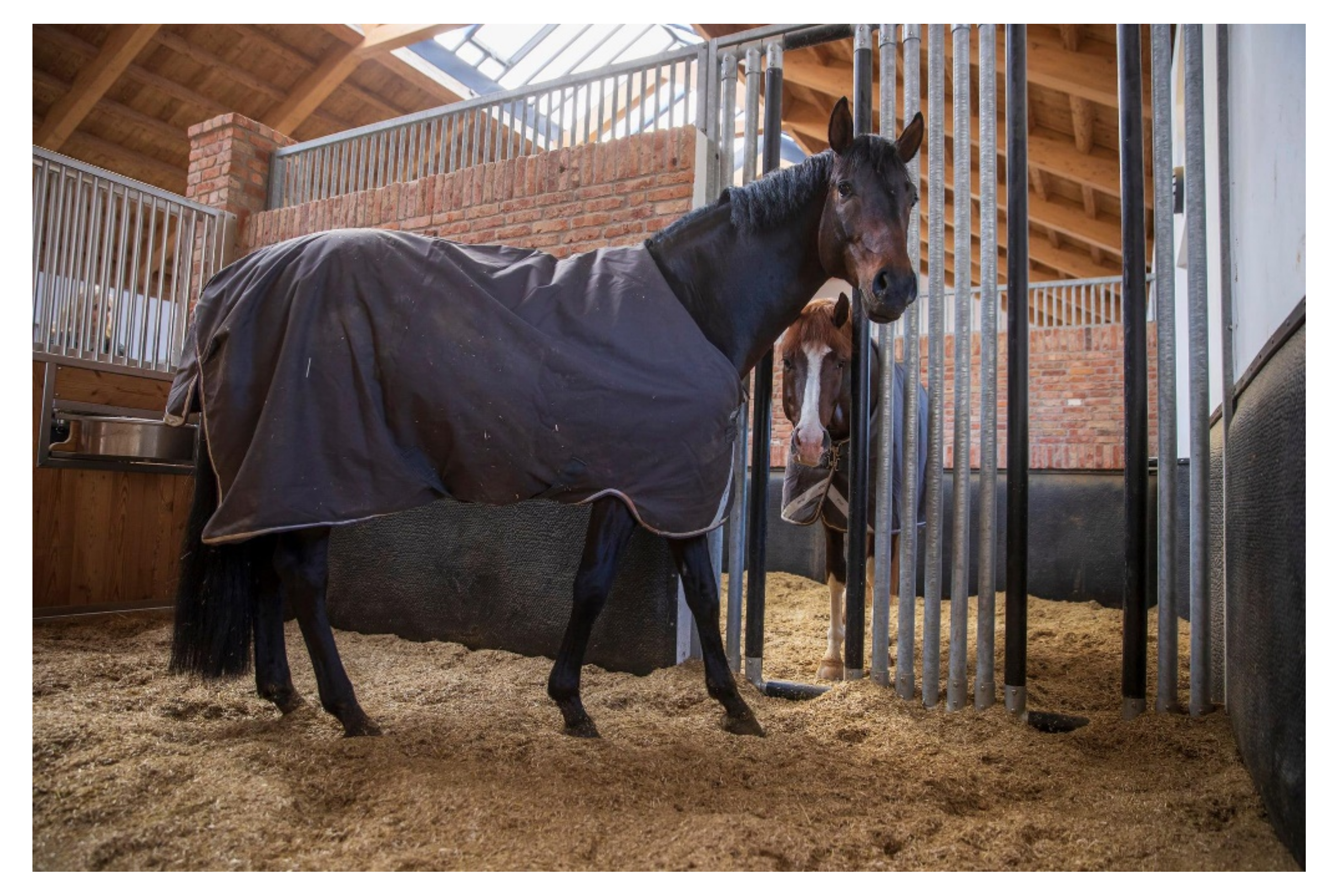 Animals 11 01317 g003