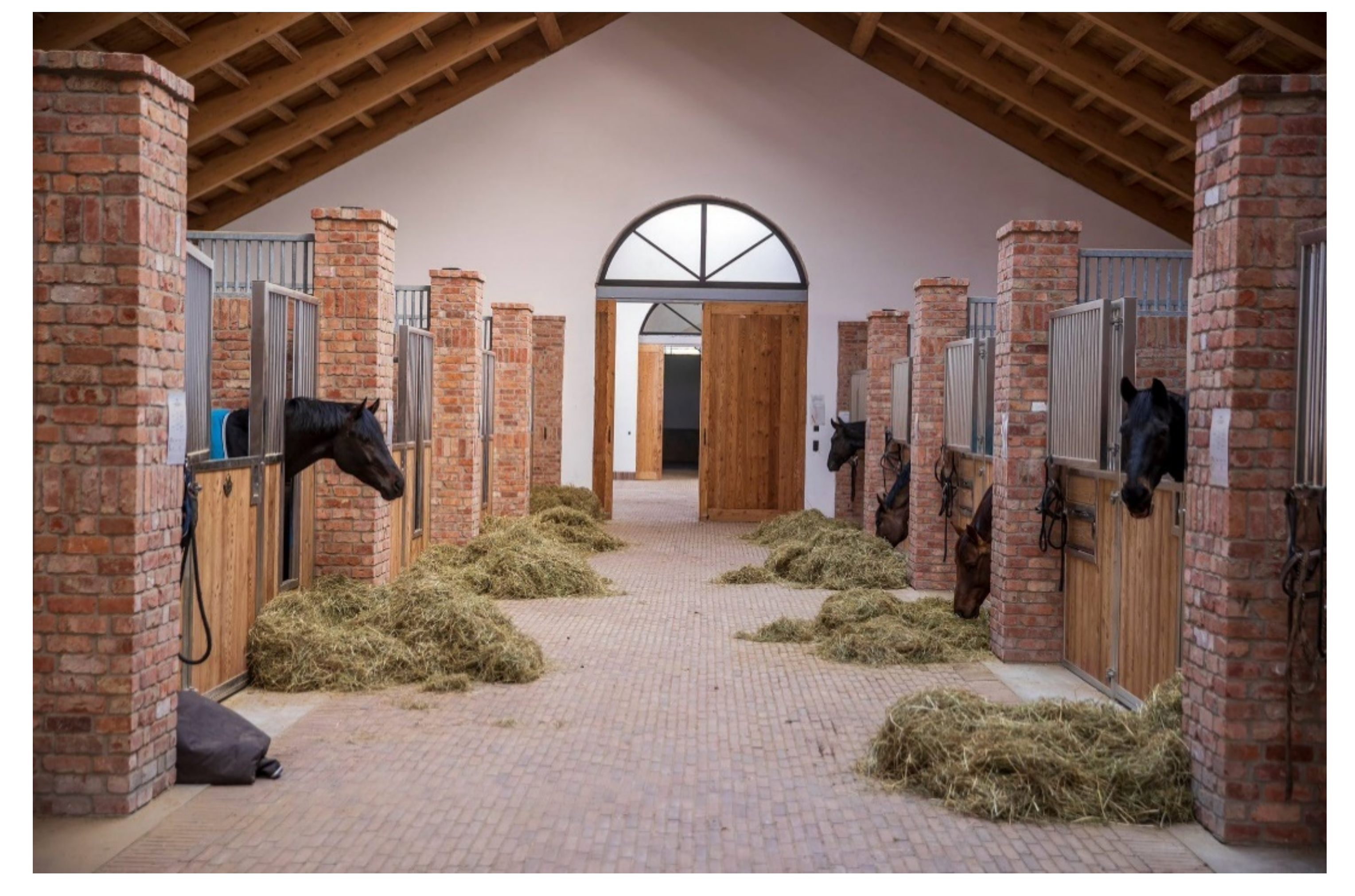 Animals 11 01317 g004