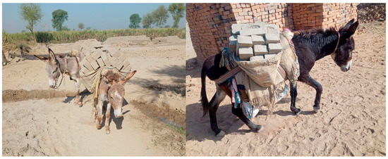 Animals | Free Full-Text | Quantifying the Impact of Mounted Load Carrying on Equids: A Review Animals | Free Full-Text | Quantifying the Impact of Mounted Load Carrying on Equids: A Review