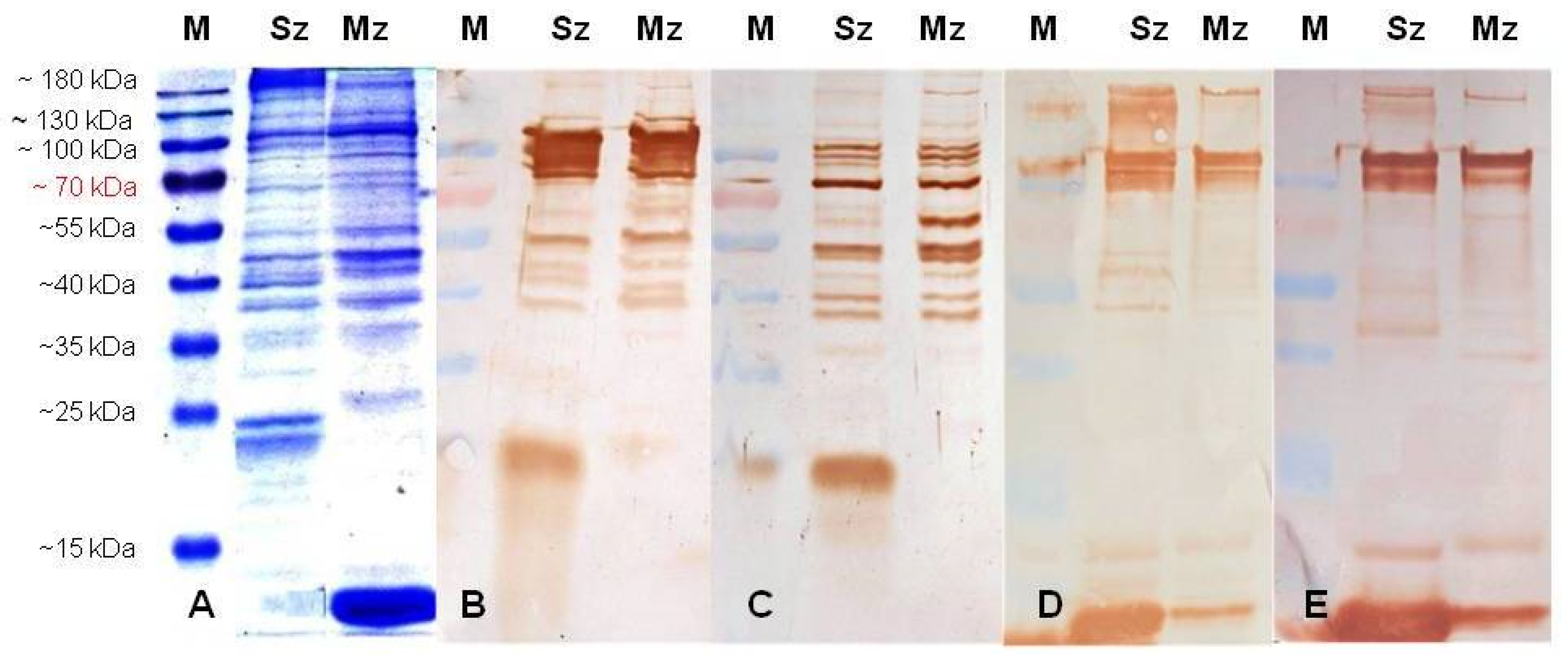 Animals 11 01344 g003