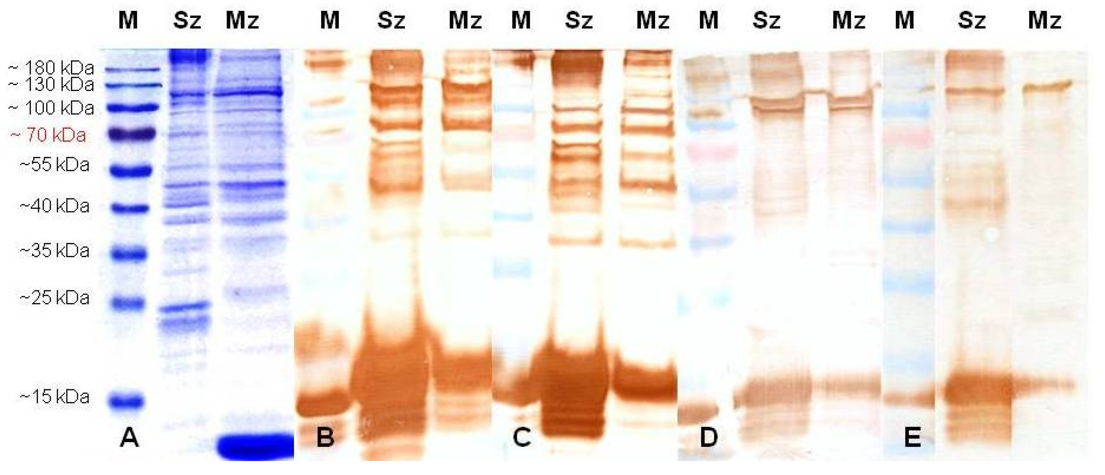 Animals 11 01344 g004