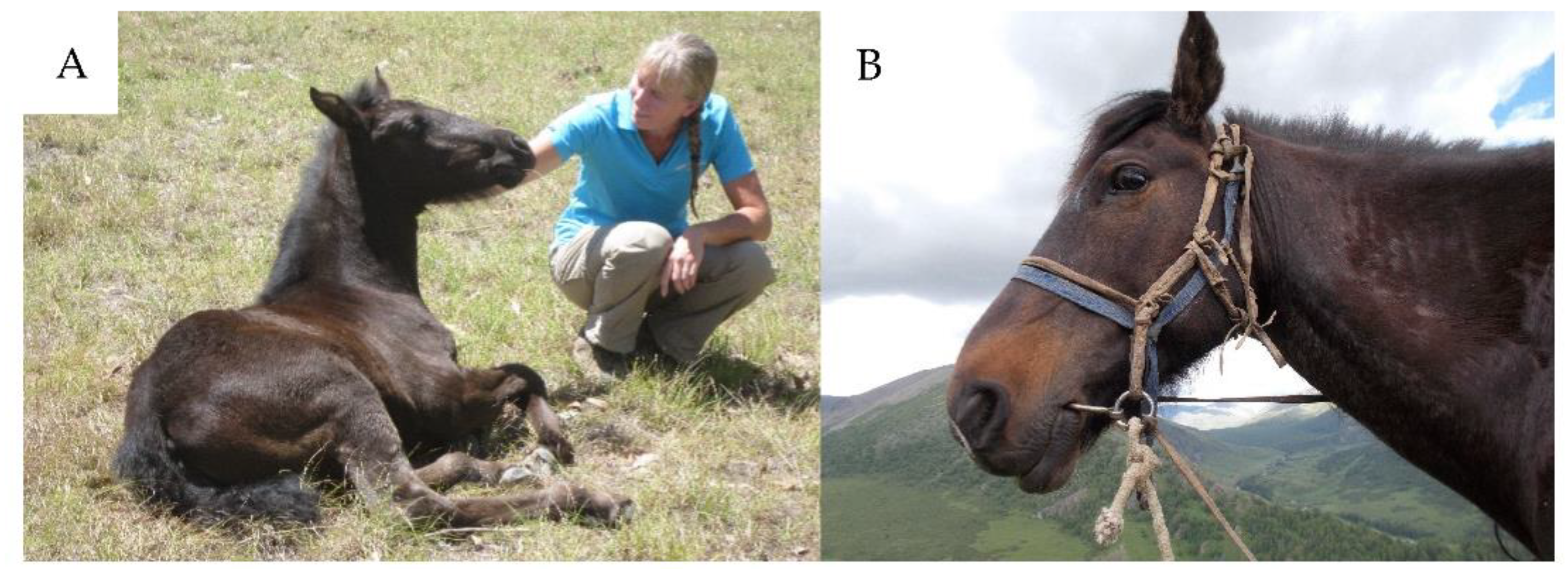 Animals 11 01347 g001