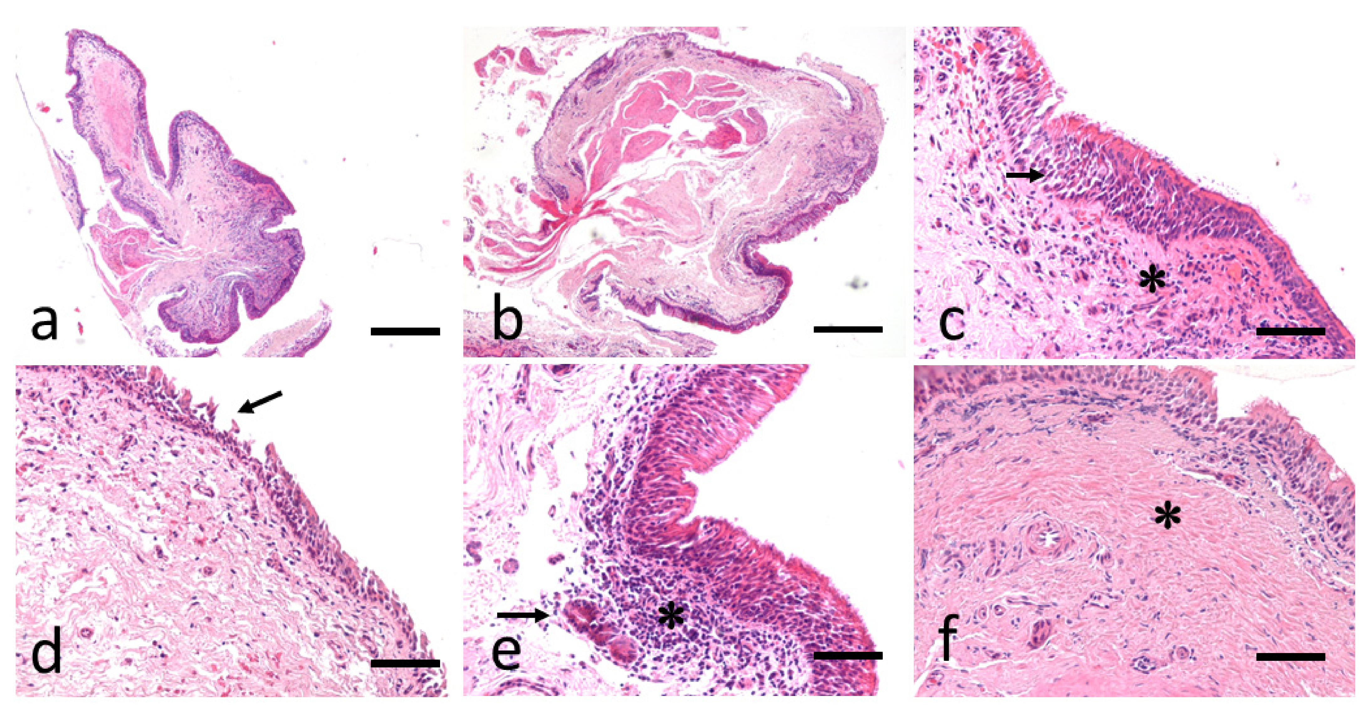 Animals 11 01376 g003 Animals 11 01376 g003