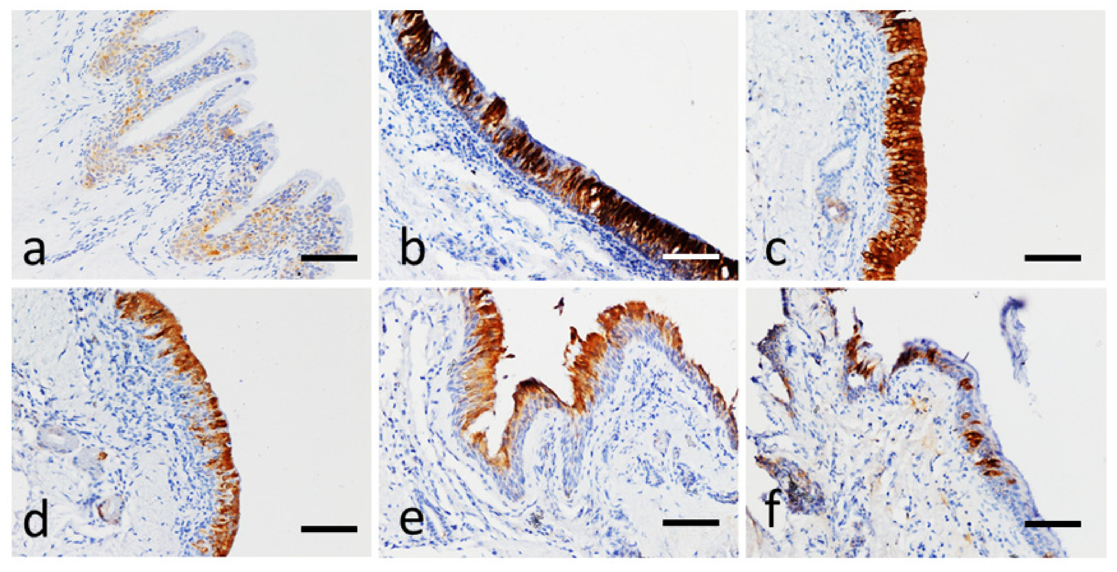 Animals 11 01376 g005 Animals 11 01376 g005