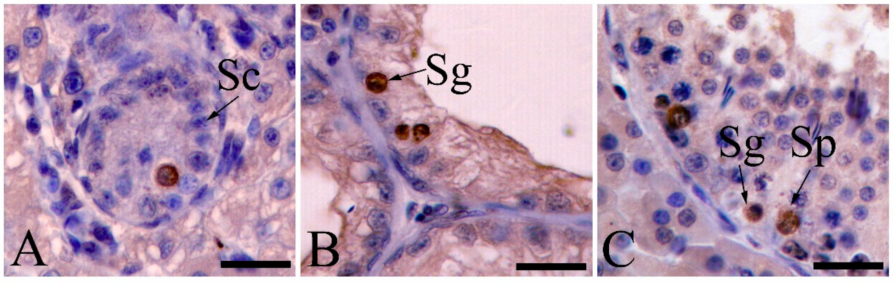 Animals 11 01379 g003