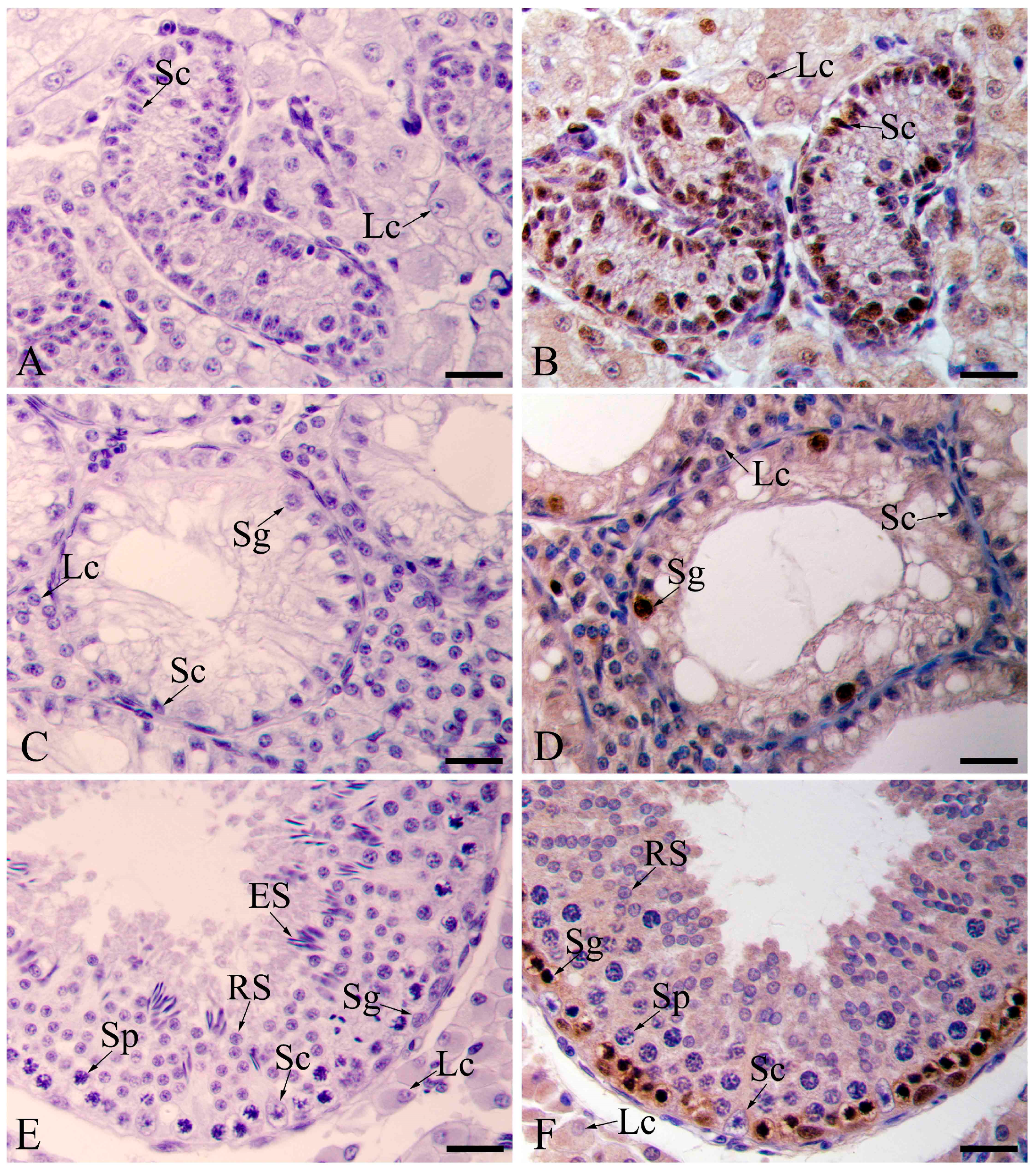 Animals 11 01379 g005