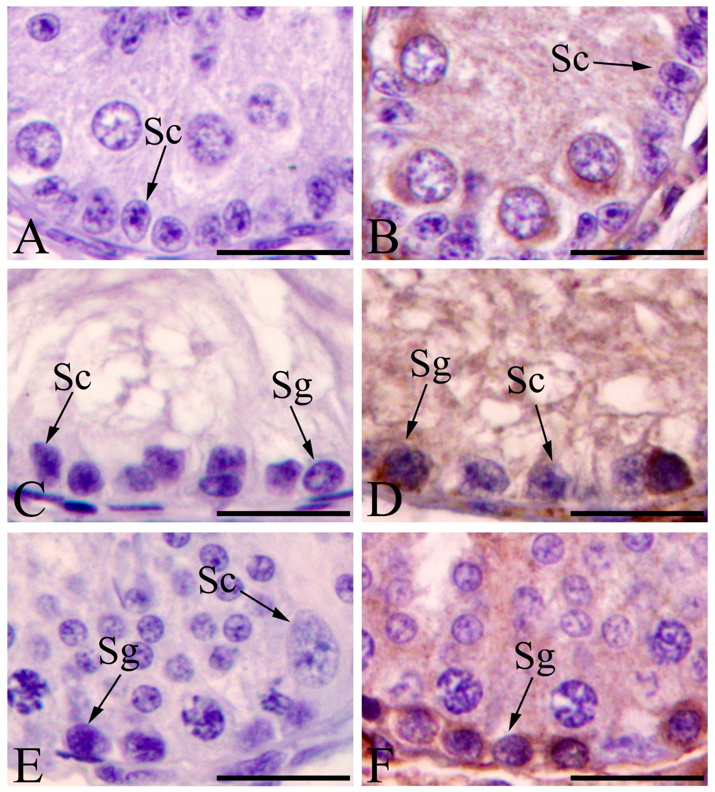 Animals 11 01379 g006