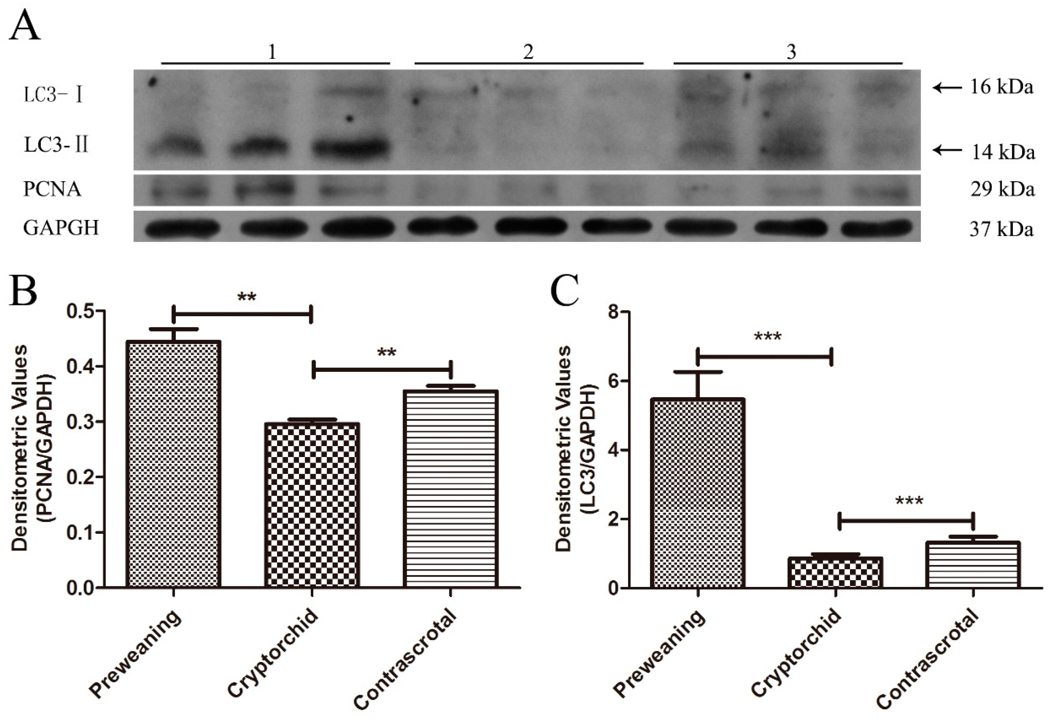 Animals 11 01379 g007