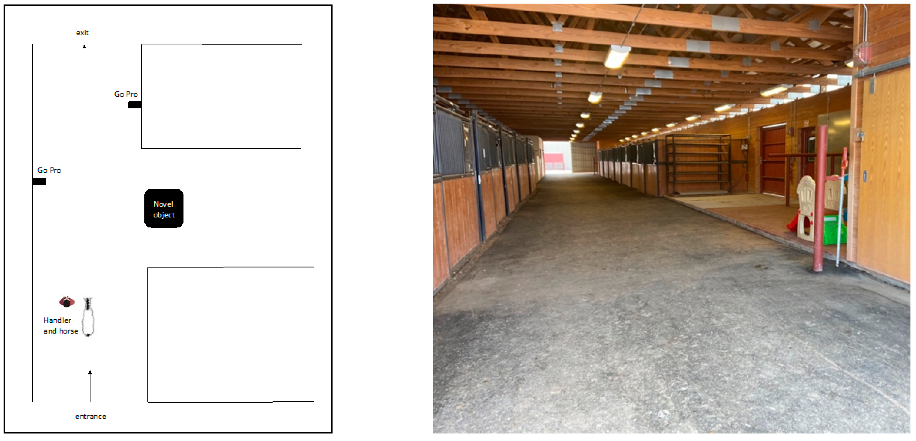 Animals 11 01383 g001