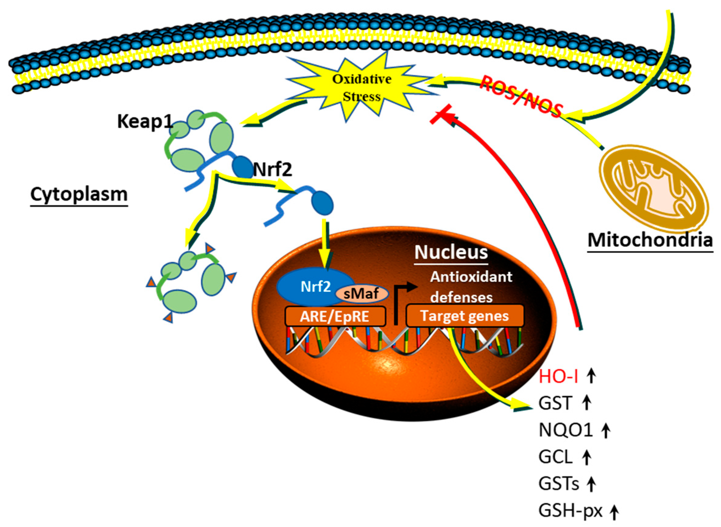 Animals 11 01384 g003