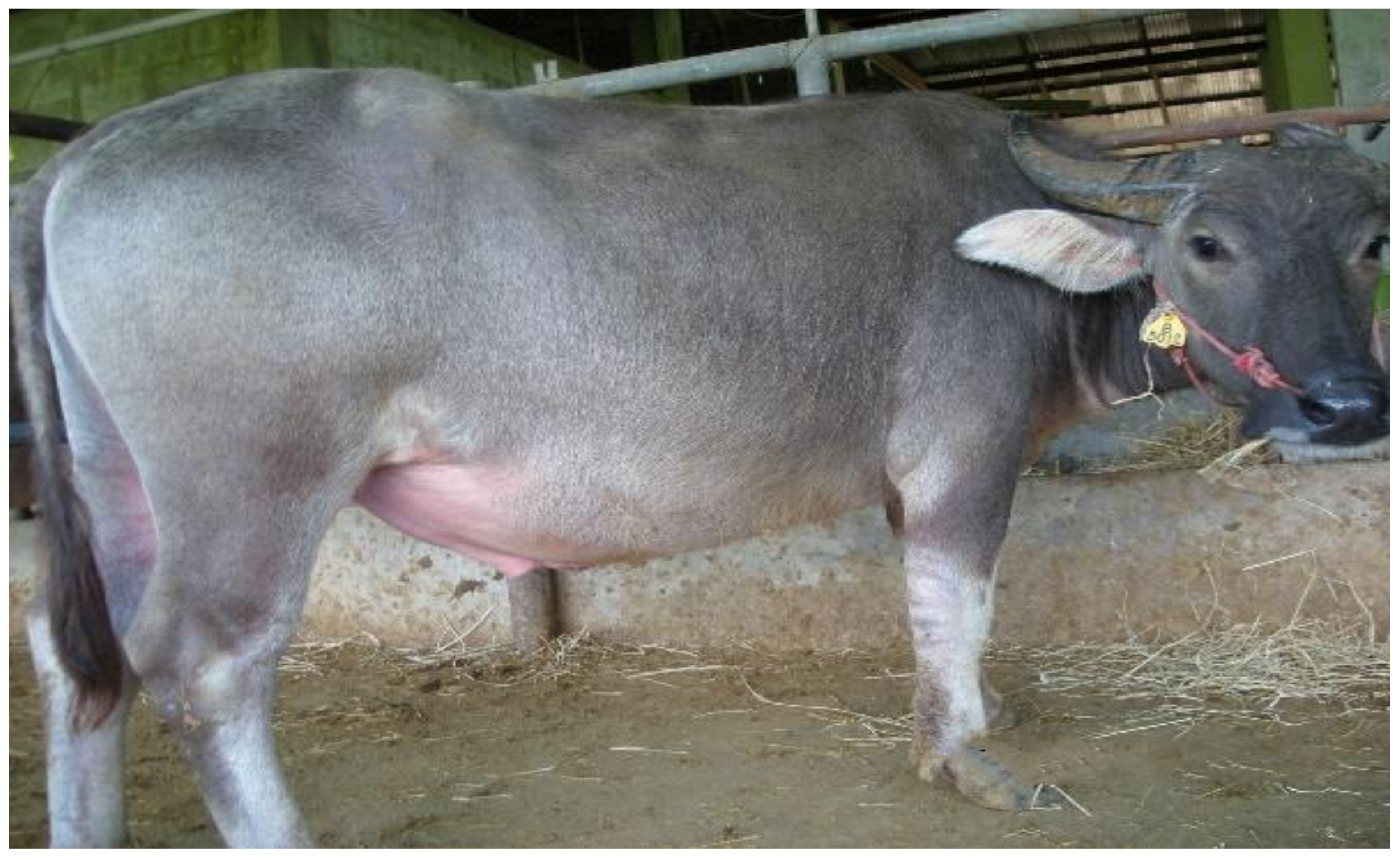 Animals | Free Full-Text | Empirical Evaluation and Prediction of Protein Requirements for Maintenance and Growth of 18–24 Months Old Thai Swamp Buffaloes Animals | Free Full-Text | Empirical Evaluation and Prediction of Protein Requirements for Maintenance and Growth of 18–24 Months Old Thai Swamp Buffaloes