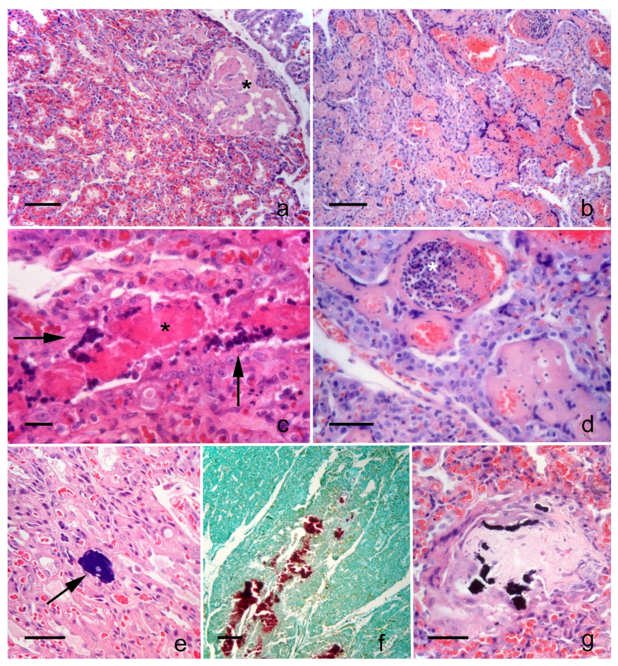 Animals 11 01418 g002 Animals 11 01418 g002