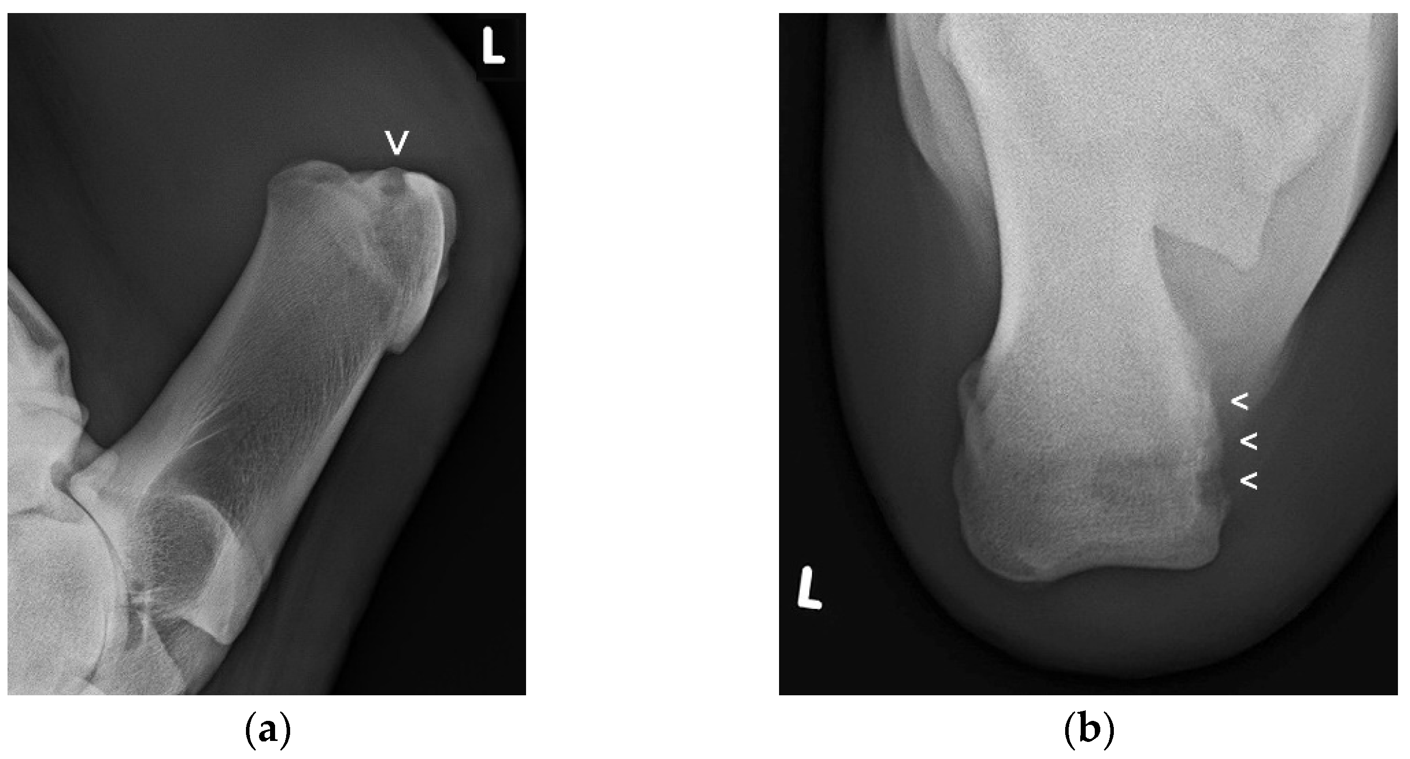 Animals 11 01446 g003