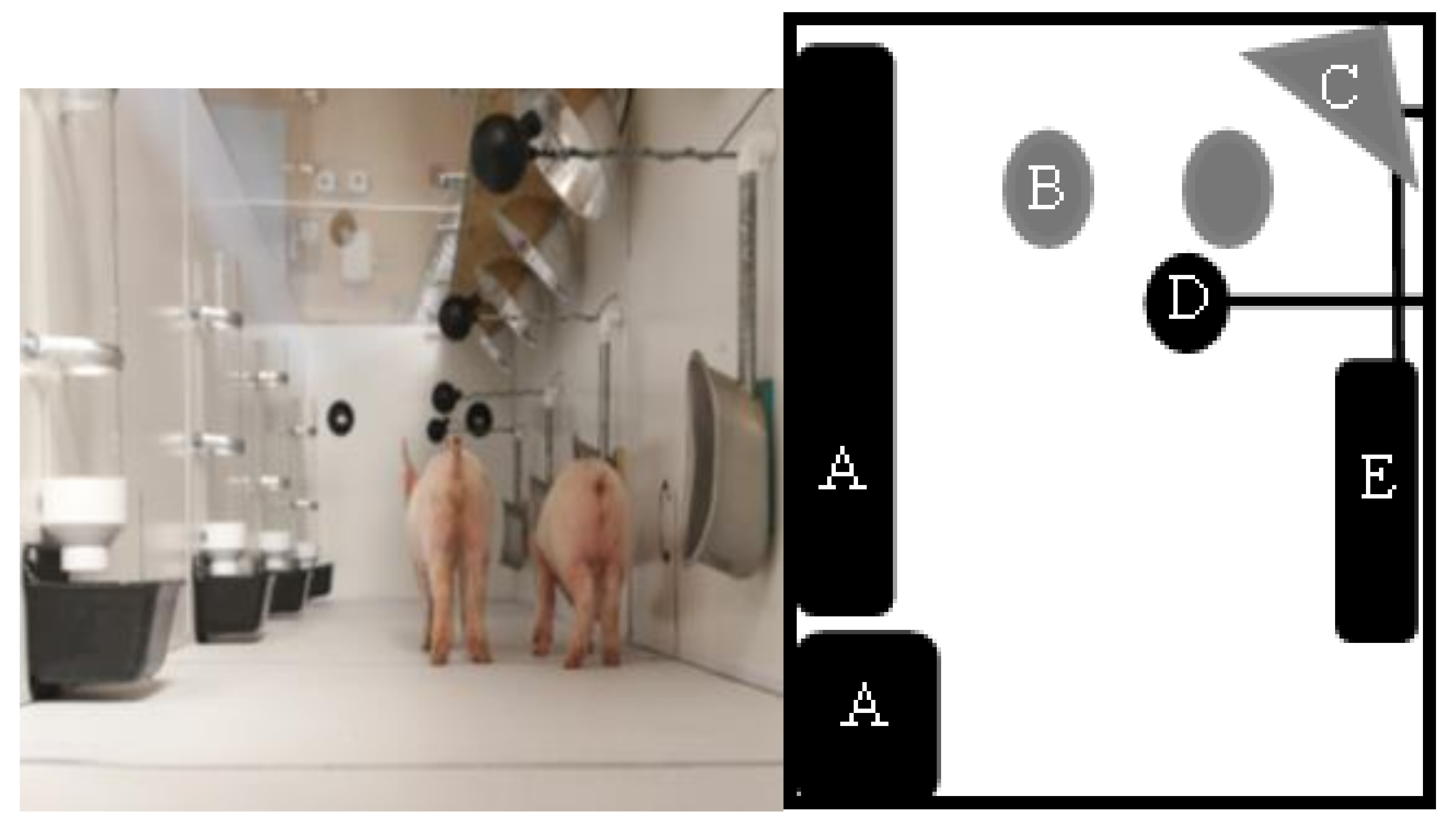 Animals 11 01447 g002