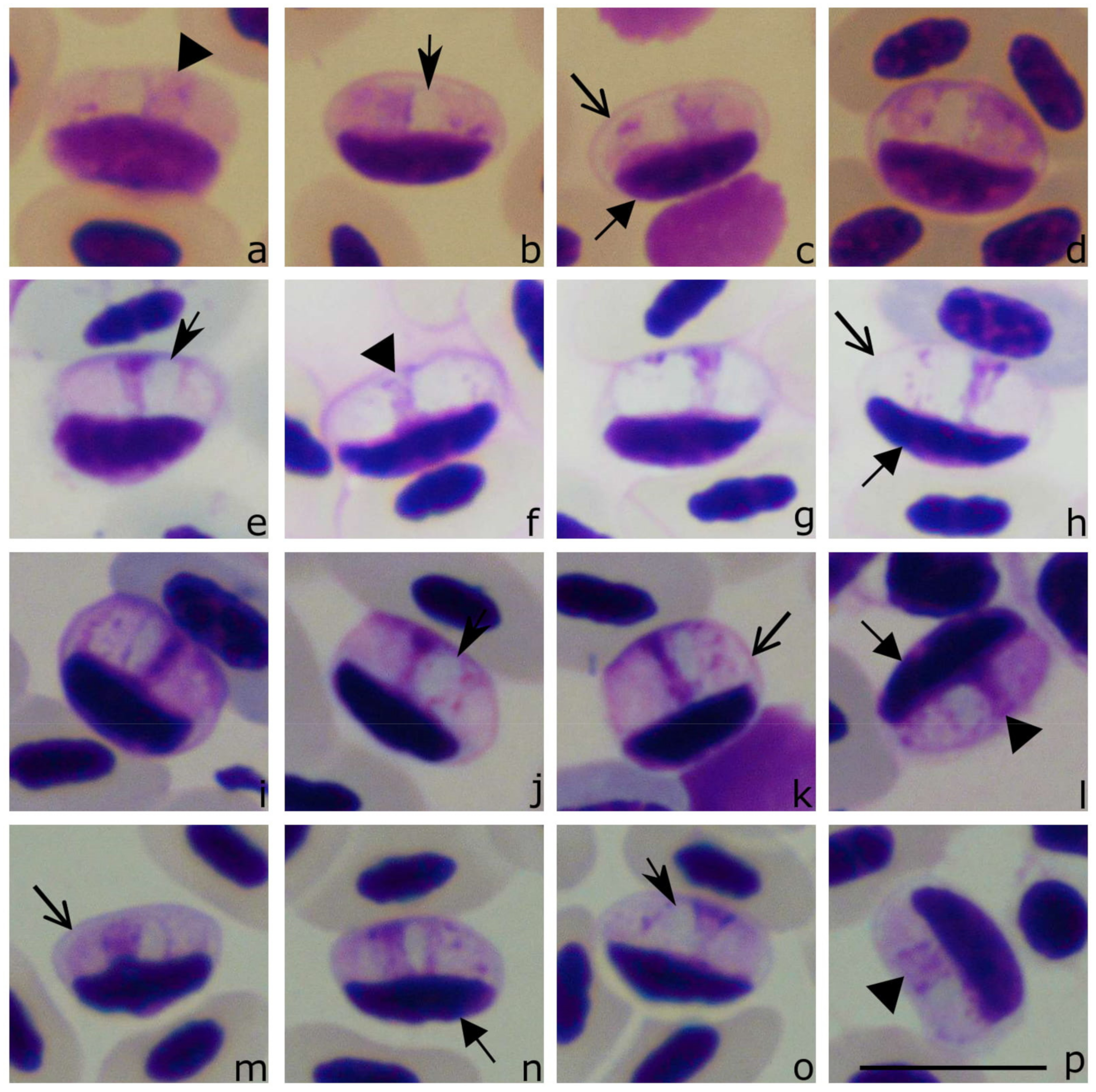 Animals 11 01451 g002 Animals 11 01451 g002