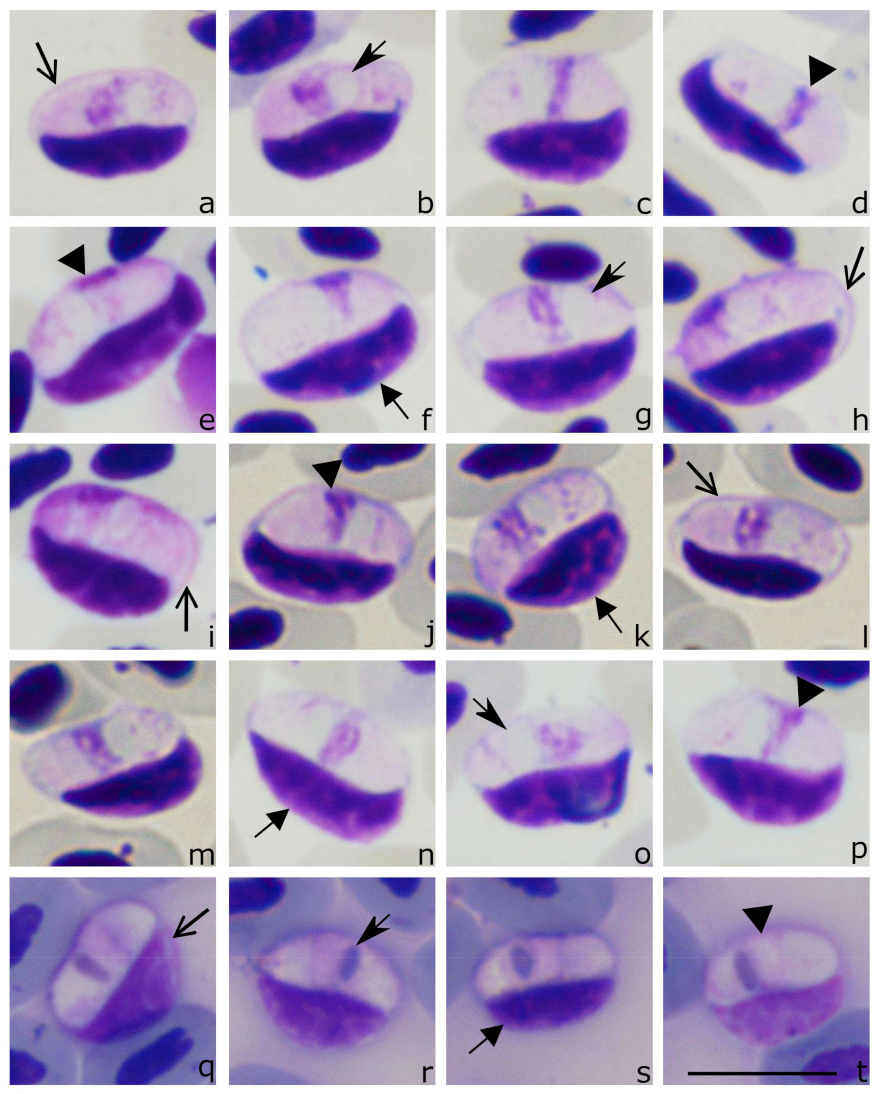 Animals 11 01451 g003 Animals 11 01451 g003