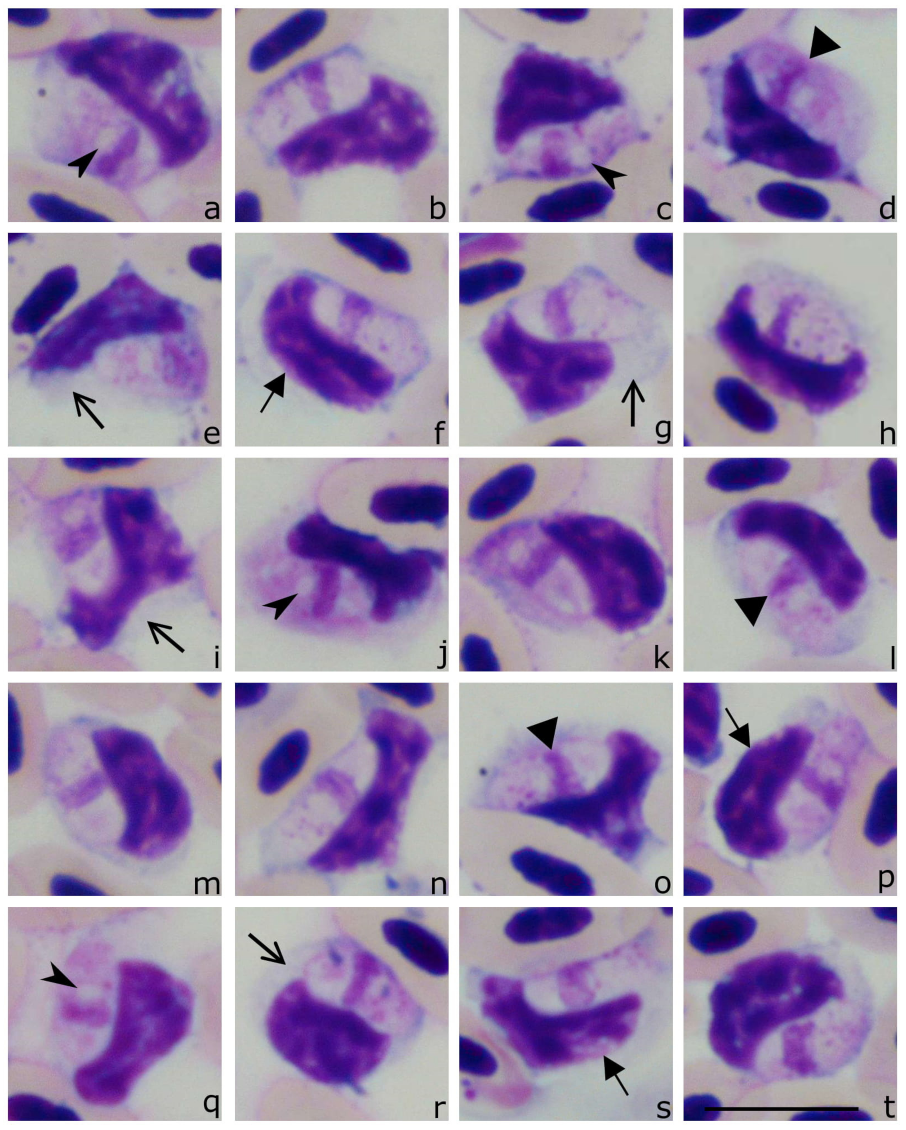 Animals 11 01451 g004 Animals 11 01451 g004