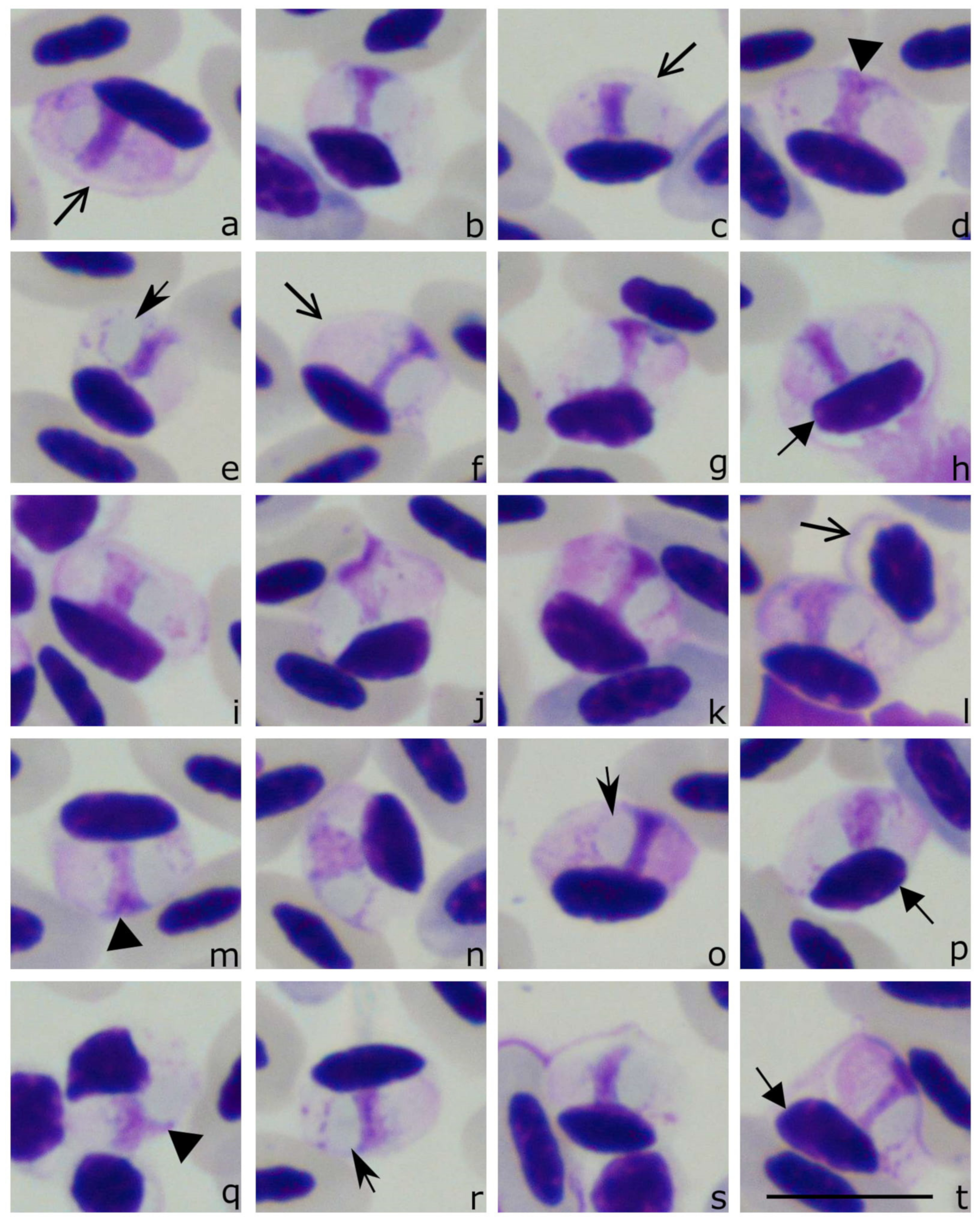 Animals 11 01451 g005 Animals 11 01451 g005