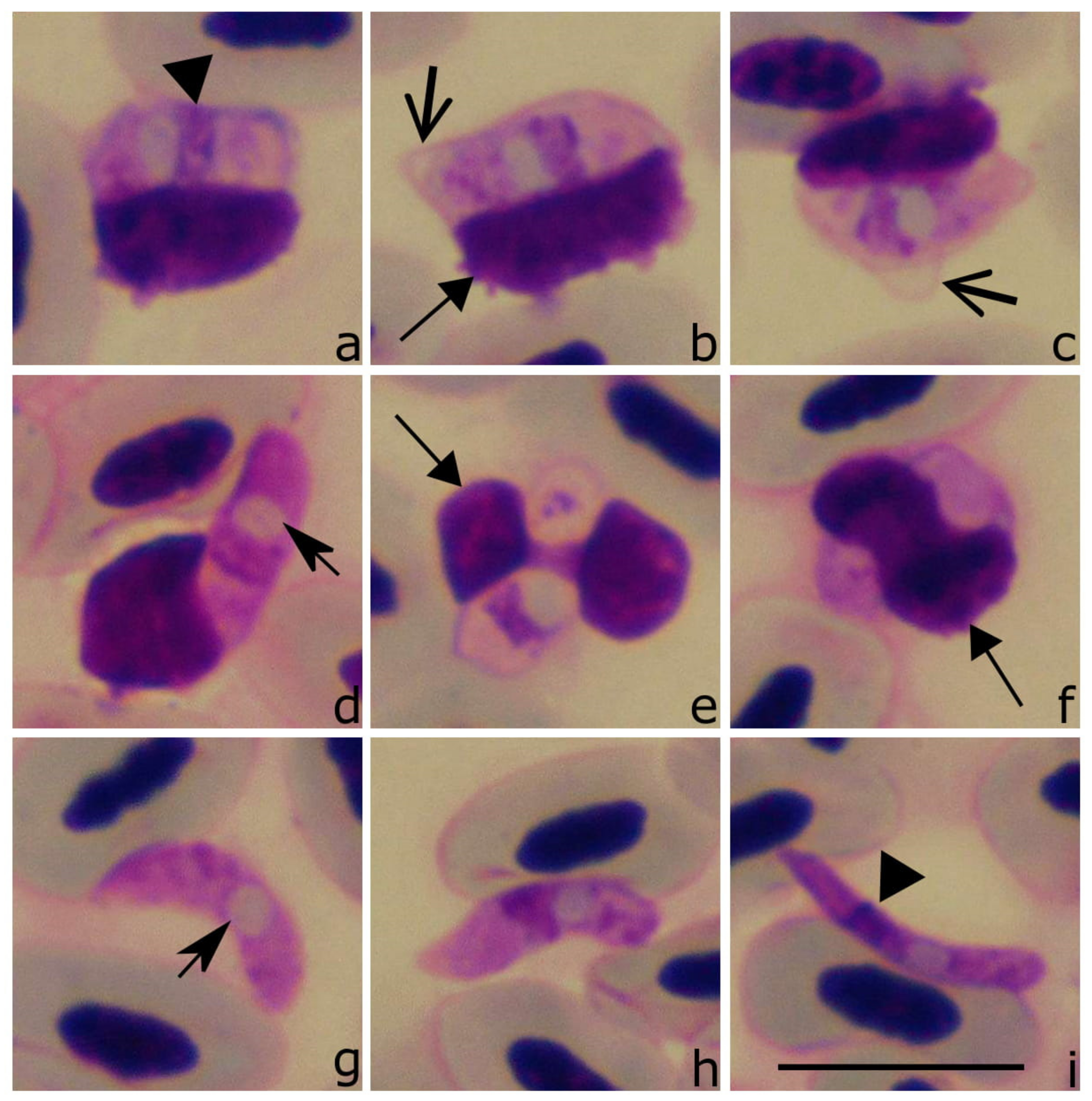 Animals 11 01451 g006 Animals 11 01451 g006