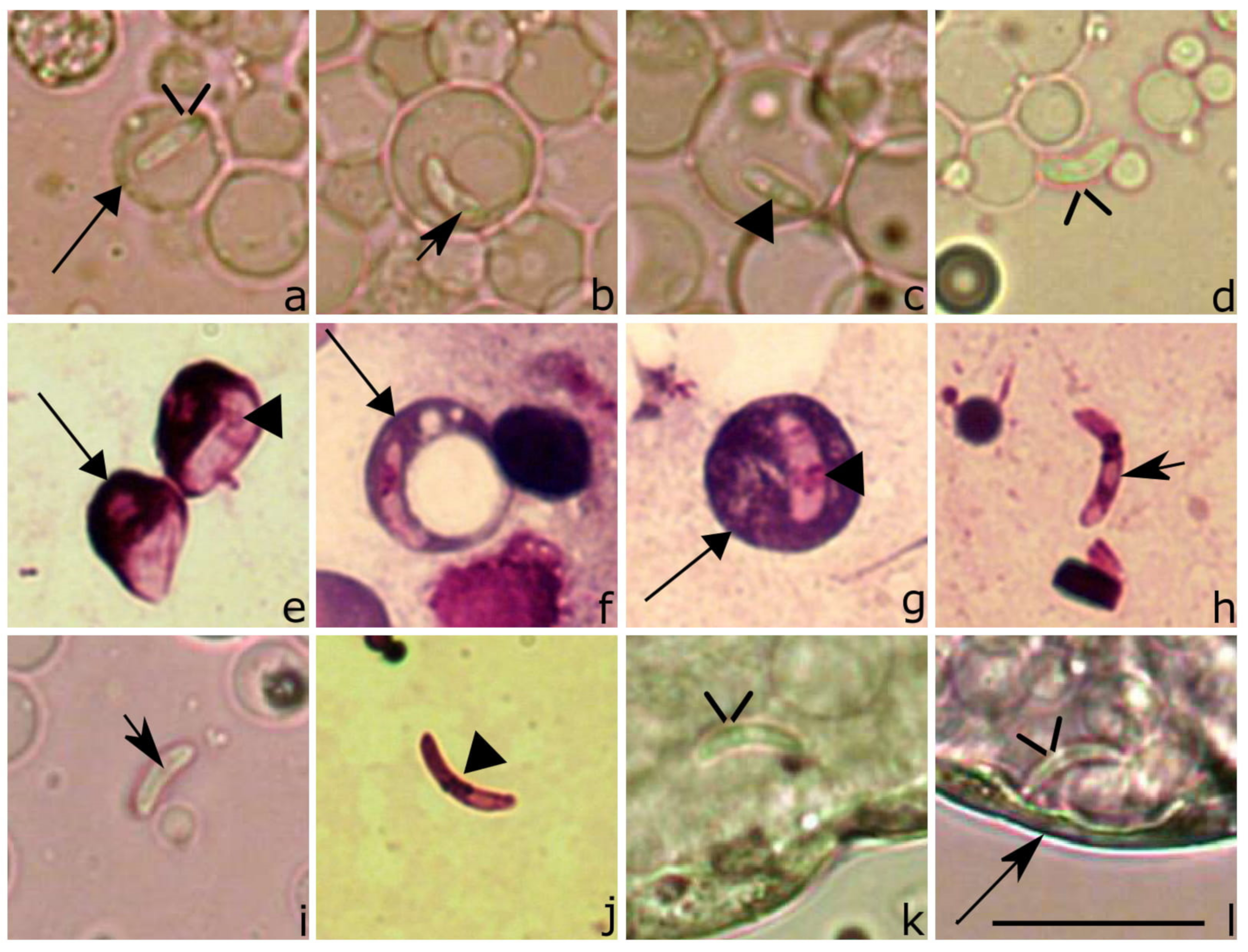 Animals 11 01451 g007 Animals 11 01451 g007